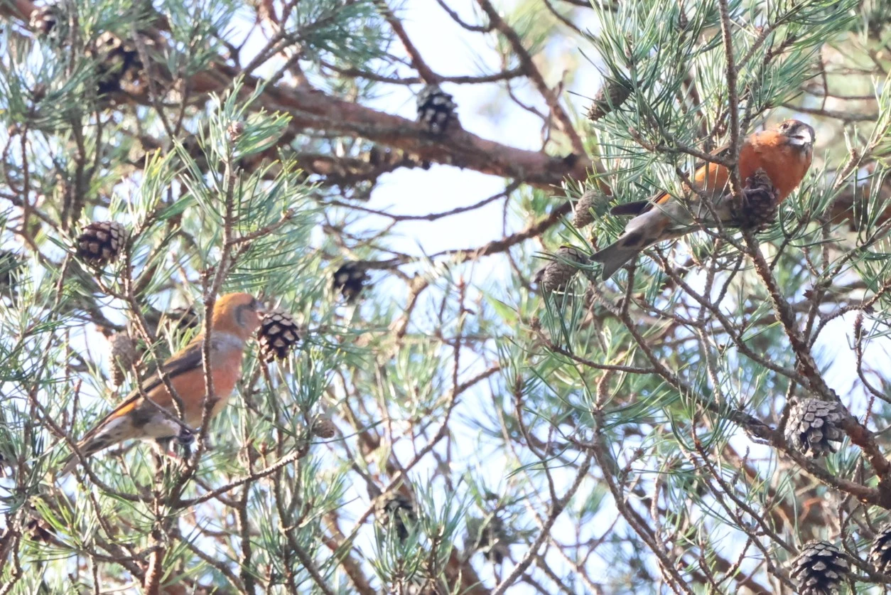 Red crossbill, Acres Down, Minstead, New Forest, UK — photo by Adam Prugel-Bennett