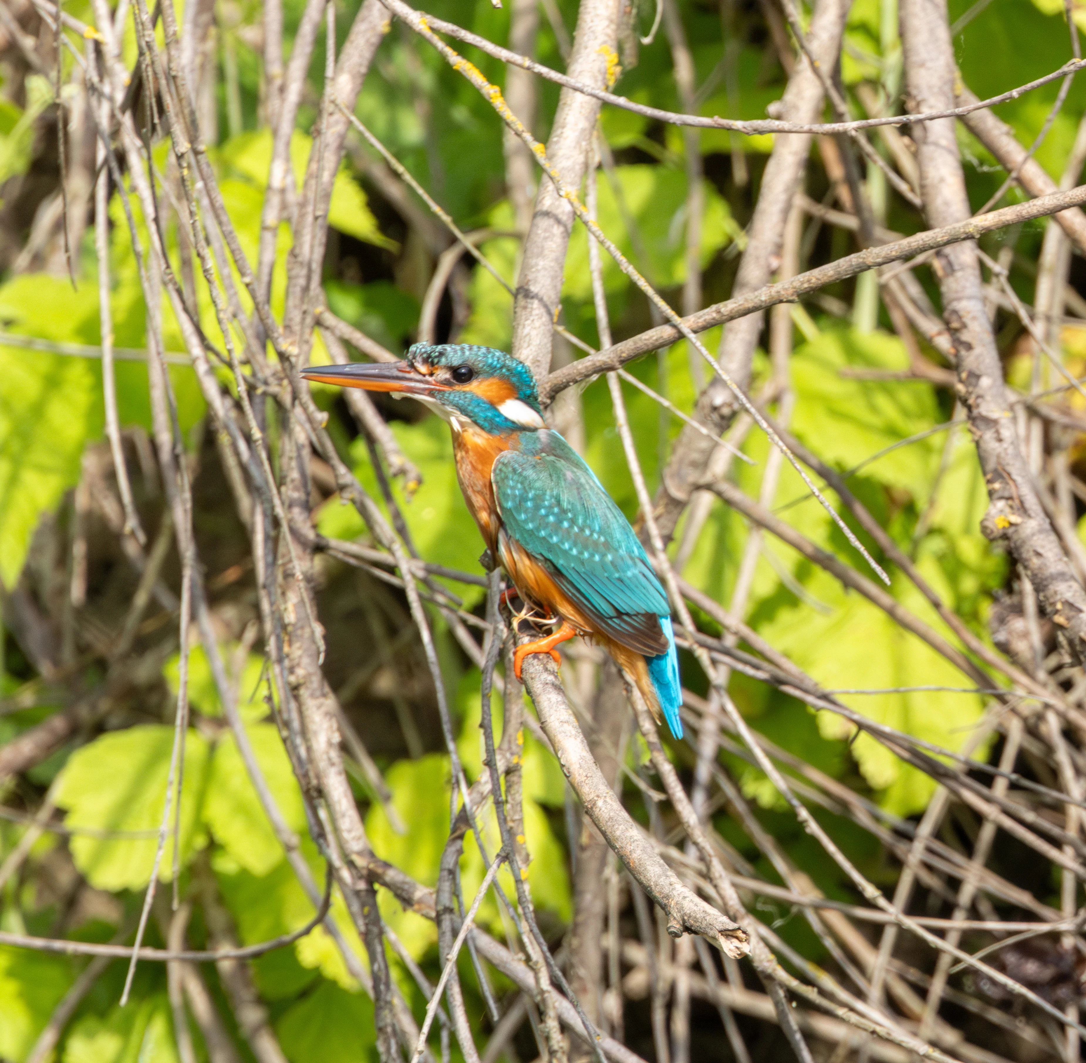 Common Kingfisher, Danube Delta, Romania — photo by Adam Prugel-Bennett