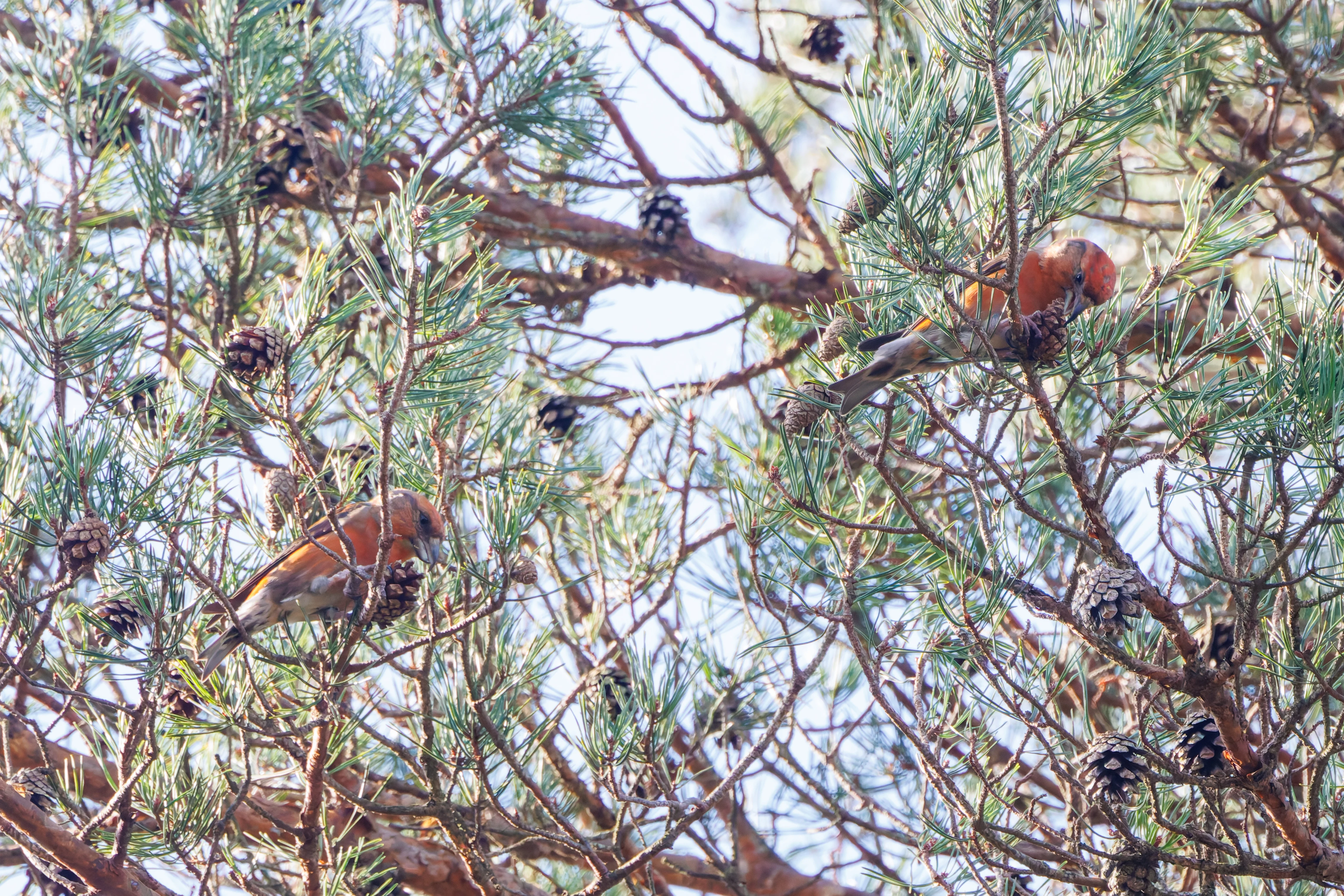 Red Crossbill, Acres Down, New Forest, UK — photo by Adam Prugel-Bennett