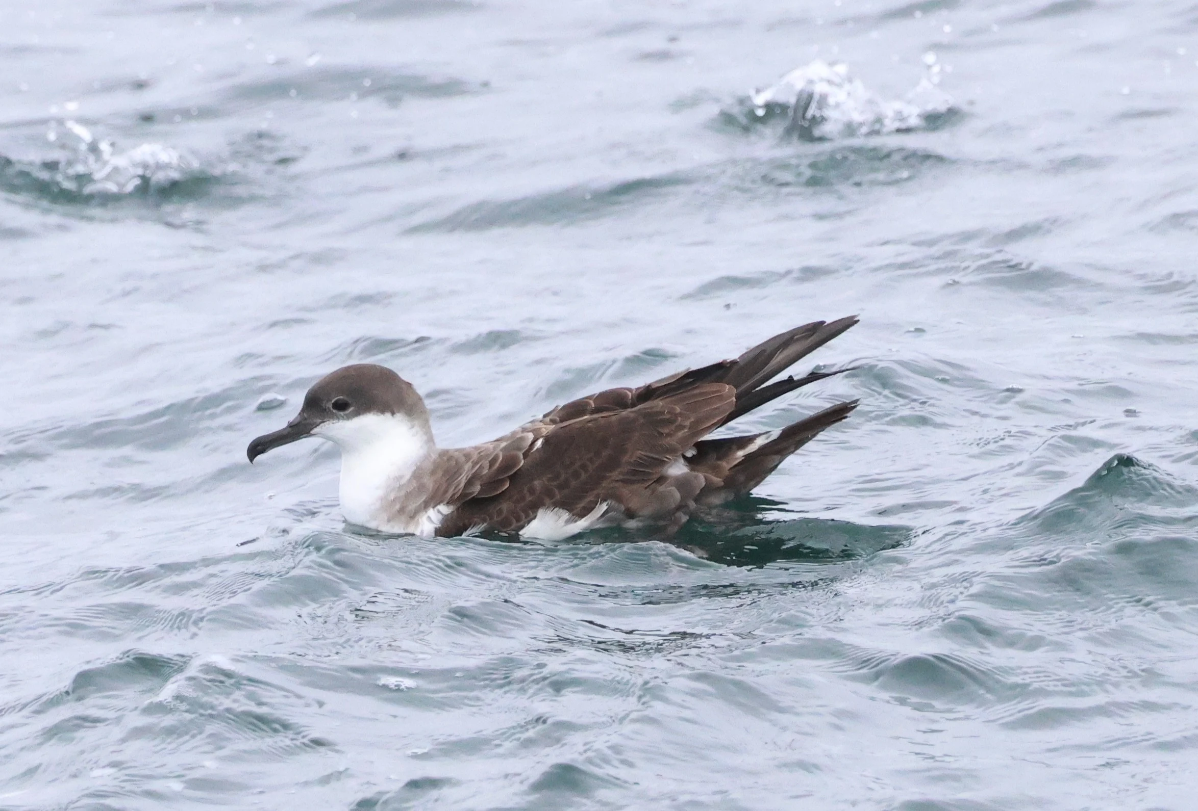 Great shearwater, Falmouth, Cornwal, UK — photo by Adam Prugel-Bennett