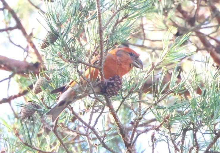 Red crossbill, Acres Down, Minstead, New Forest, UK — photo by Adam Prugel-Bennett