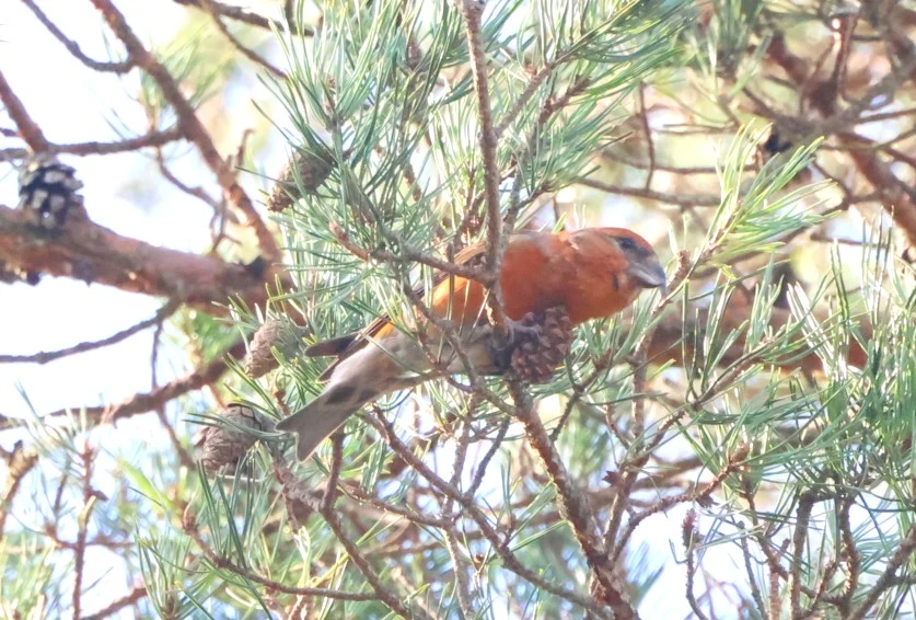 Red crossbill, Acres Down, Minstead, New Forest, UK — photo by Adam Prugel-Bennett