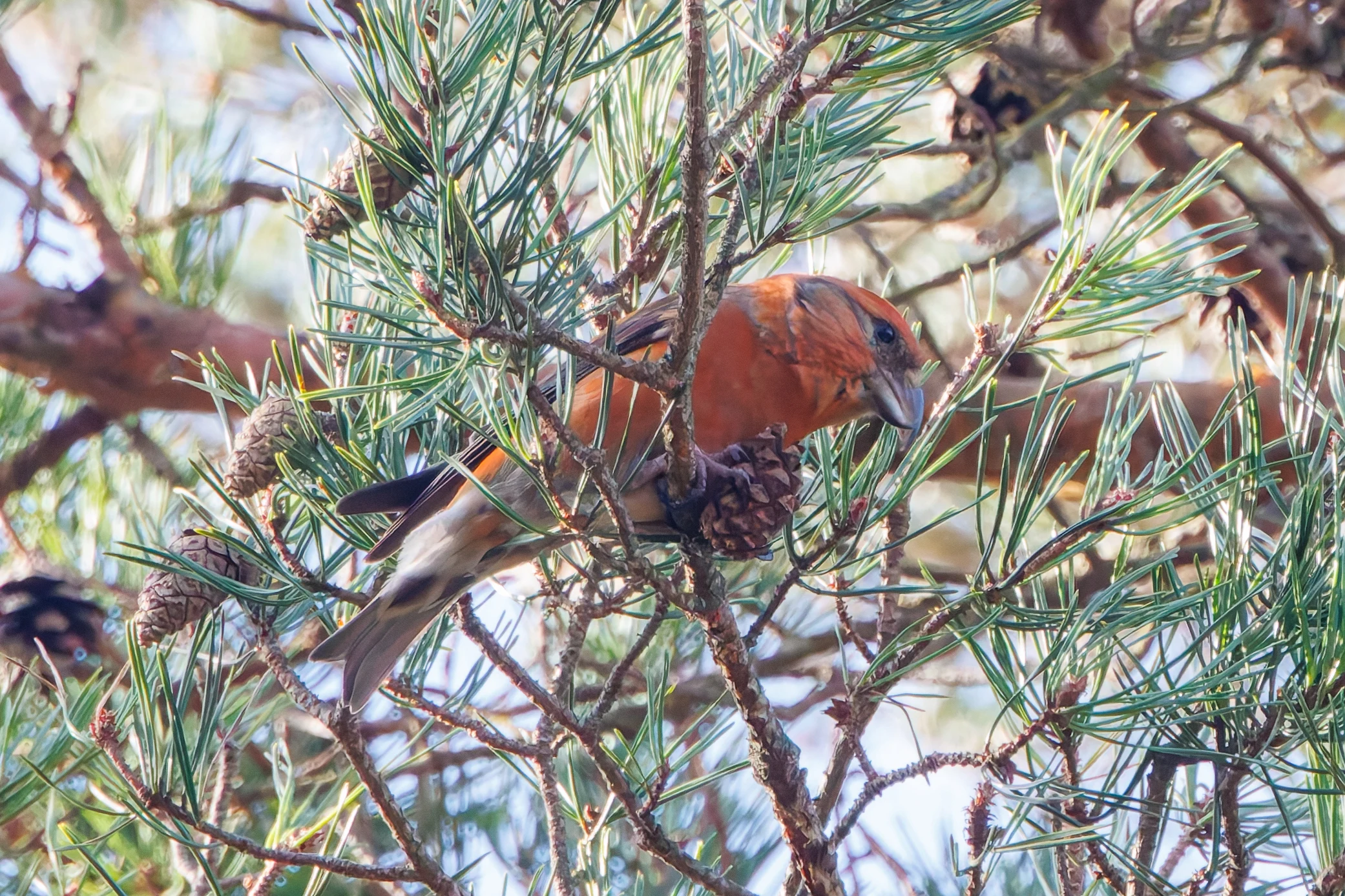 Red Crossbill, Acres Down, New Forest, UK — photo by Adam Prugel-Bennett