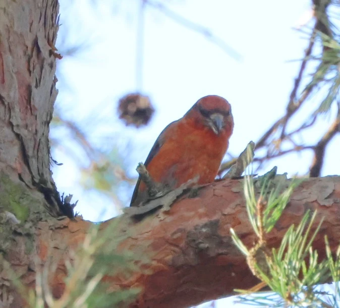 Red crossbill, Acres Down, Minstead, New Forest, UK — photo by Adam Prugel-Bennett