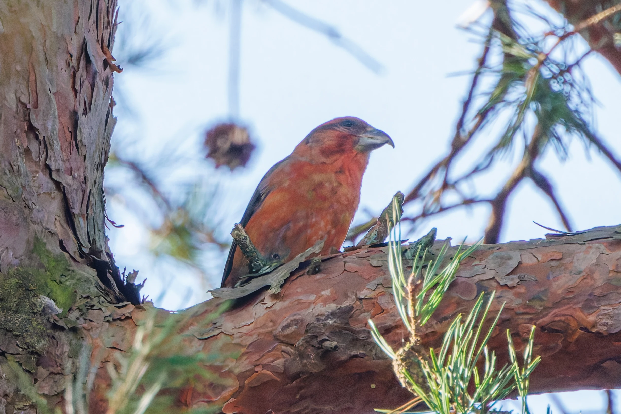 Red Crossbill, Acres Down, New Forest, UK — photo by Adam Prugel-Bennett