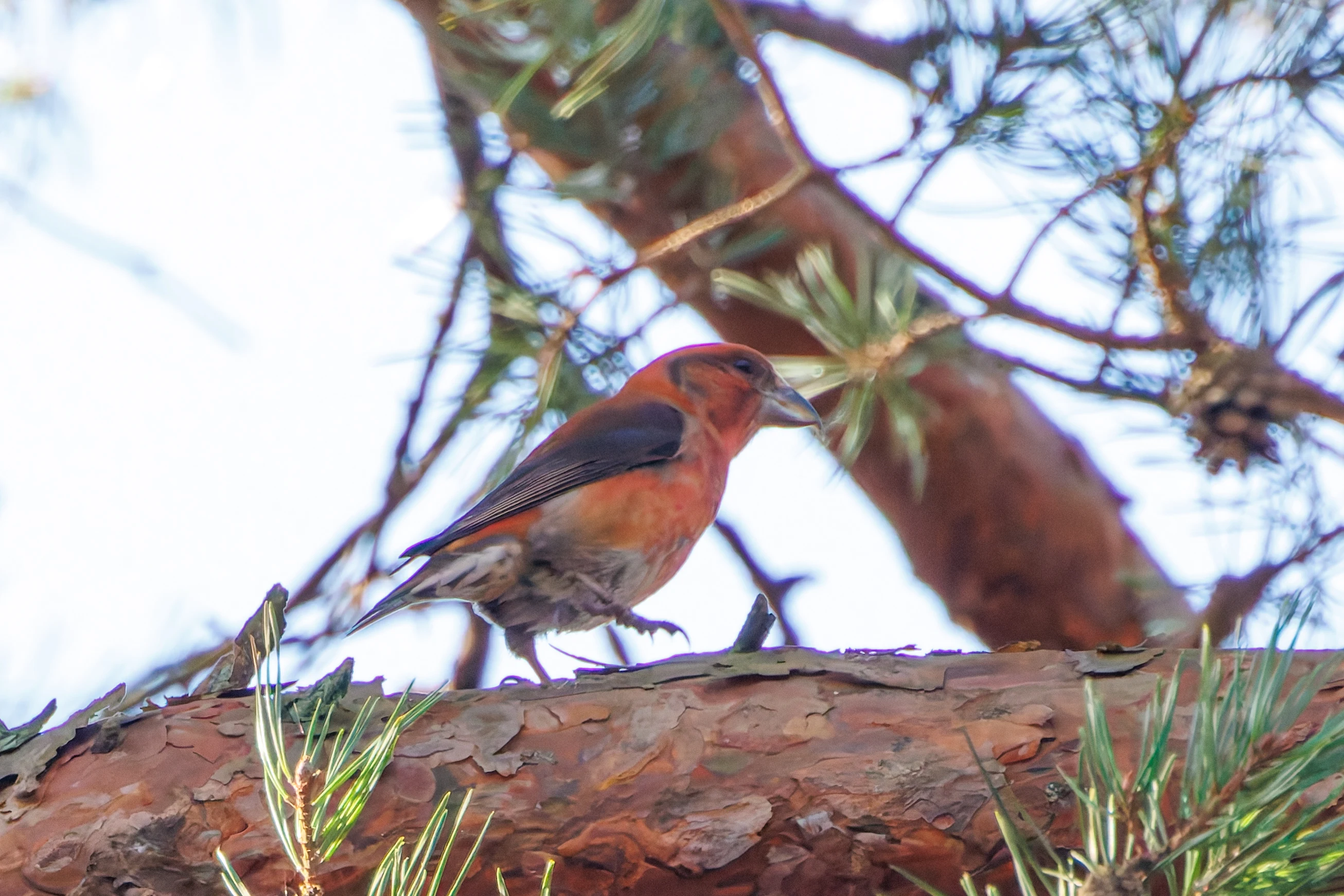 Red Crossbill, Acres Down, New Forest, UK — photo by Adam Prugel-Bennett