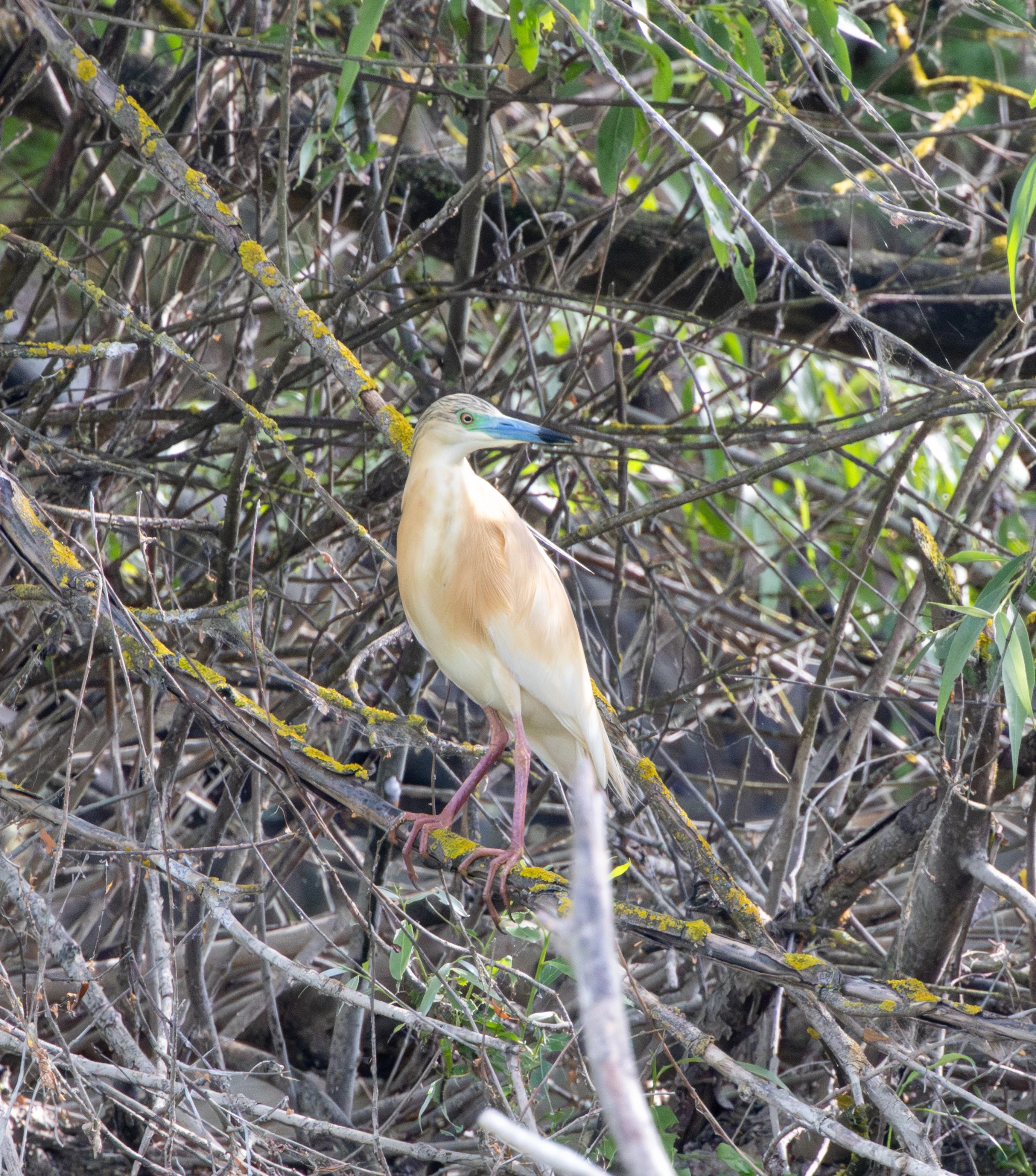 Squacco Heron, Danube Delta, Romania — photo by Adam Prugel-Bennett