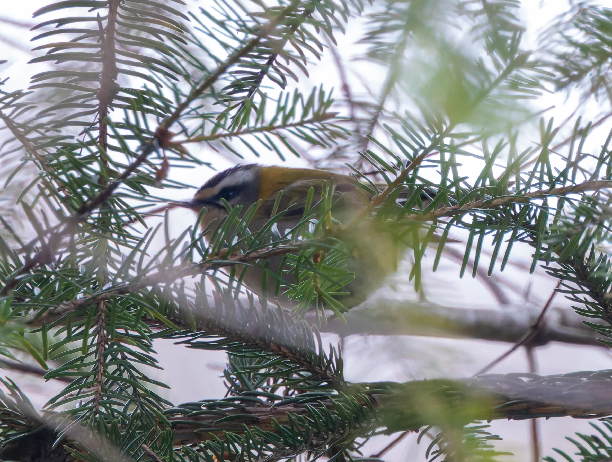 Common Firecrest, Bolderwood, New Forest, UK — photo by Adam Prugel-Bennett