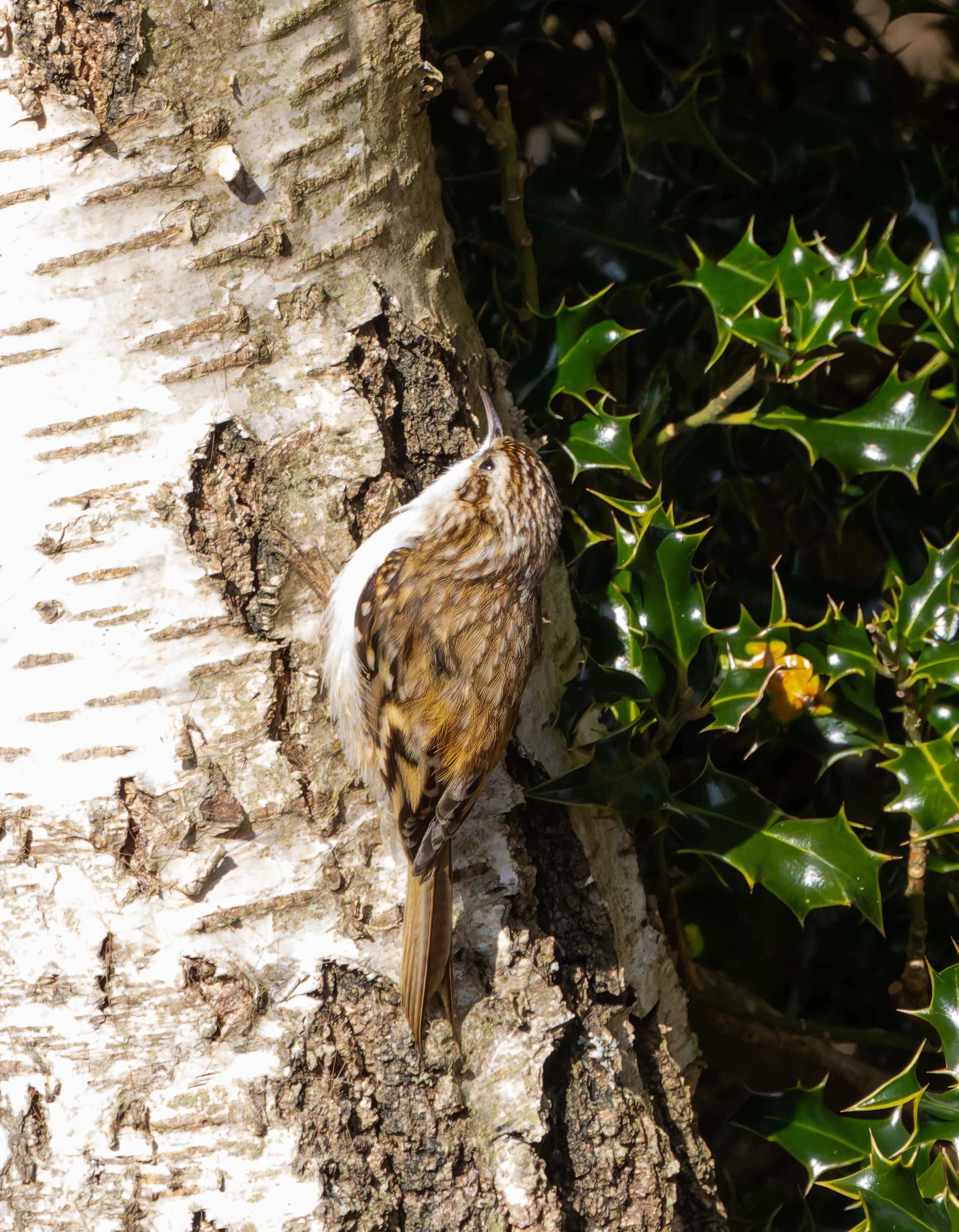 Treecreeper, Bolderwood, New Forest, UK — photo by Adam Prugel-Bennett
