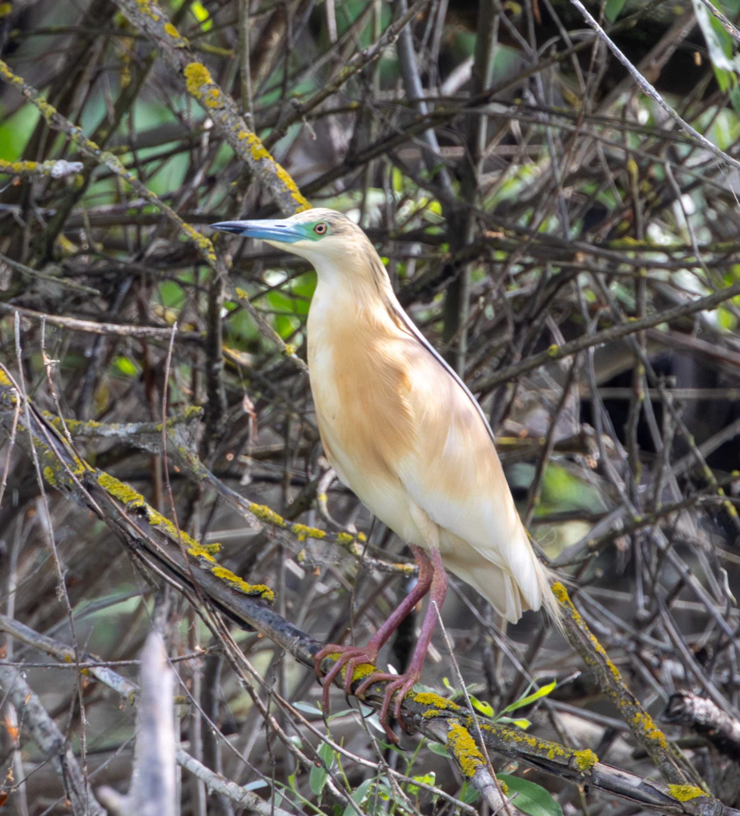 Squacco Heron, Danube Delta, Romania — photo by Adam Prugel-Bennett