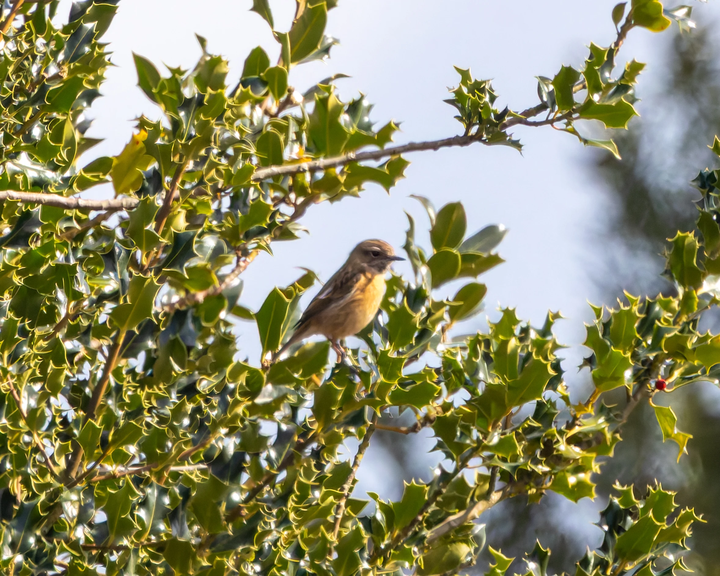 Stonechat, Bolderwood, New Forest, UK — photo by Adam Prugel-Bennett