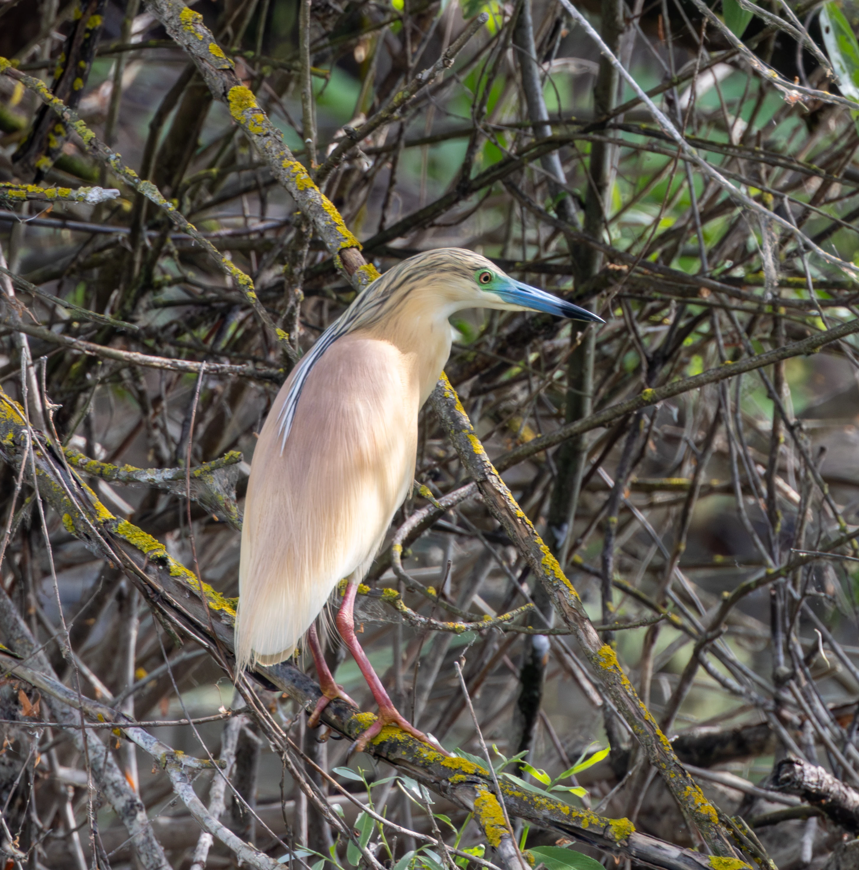 Squacco Heron, Danube Delta, Romania — photo by Adam Prugel-Bennett