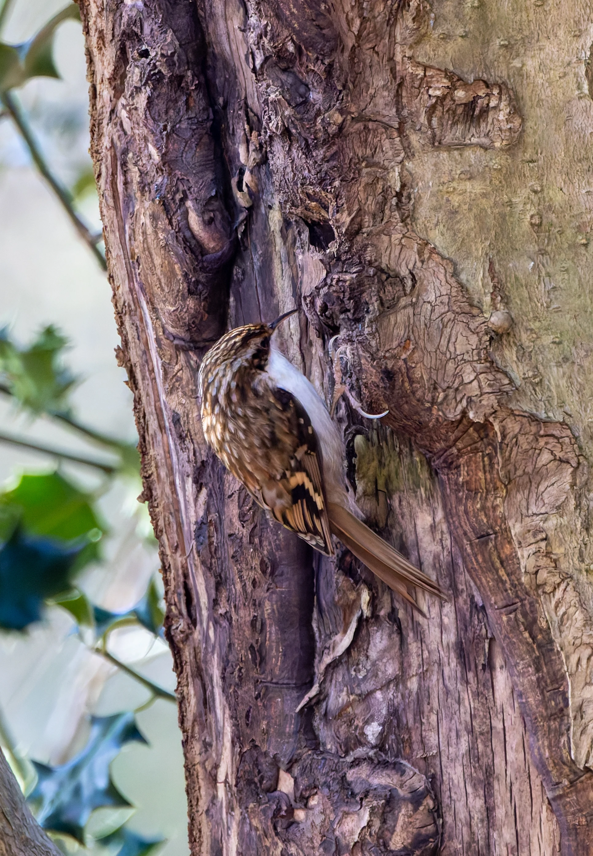 Treecreeper, Bolderwood, New Forest, UK — photo by Adam Prugel-Bennett