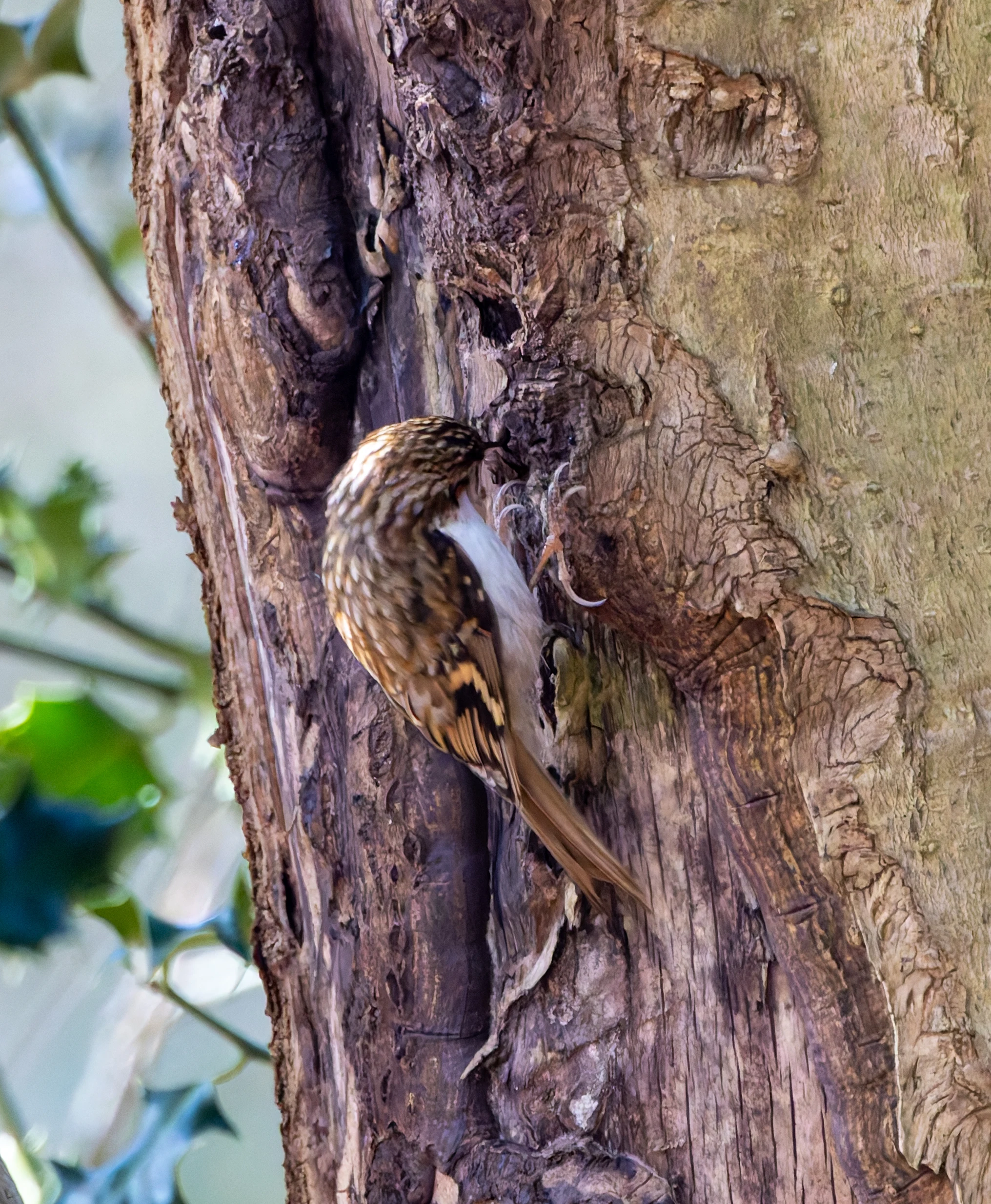 Treecreeper, Bolderwood, New Forest, UK — photo by Adam Prugel-Bennett