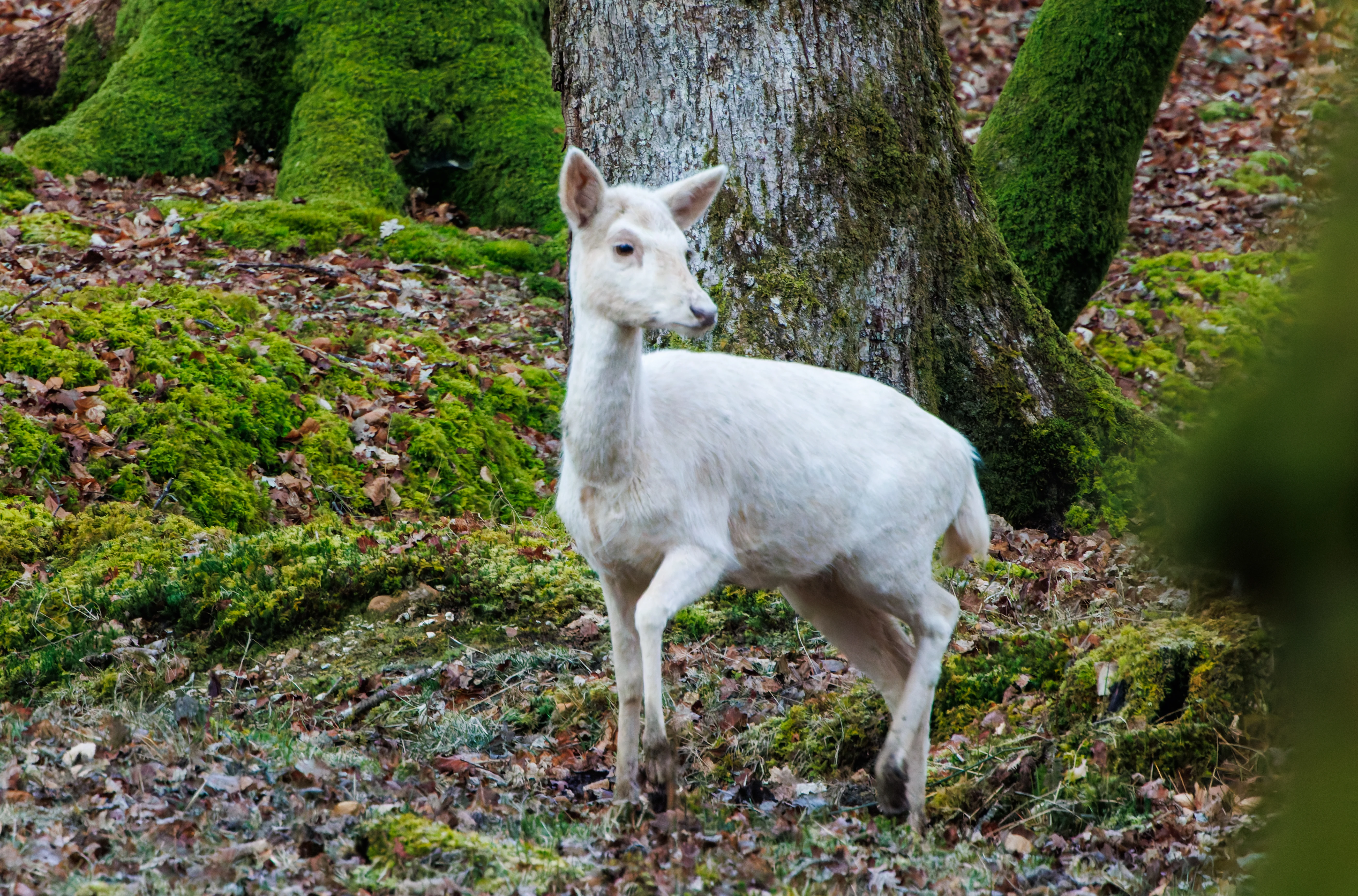 Fallow Deer, Bolderwood, New Forest, UK — photo by Adam Prugel-Bennett