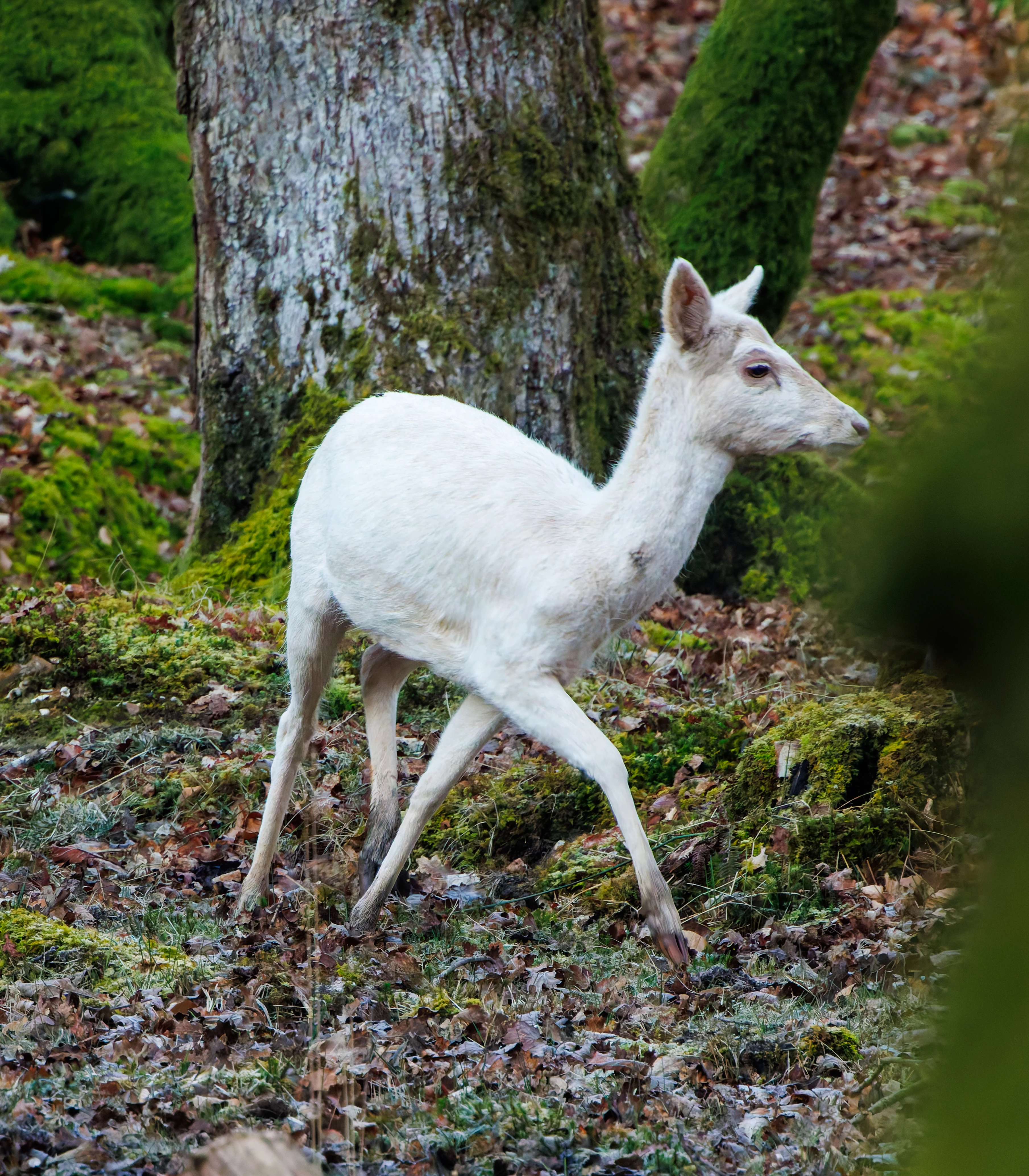 Fallow Deer, Bolderwood, New Forest, UK — photo by Adam Prugel-Bennett