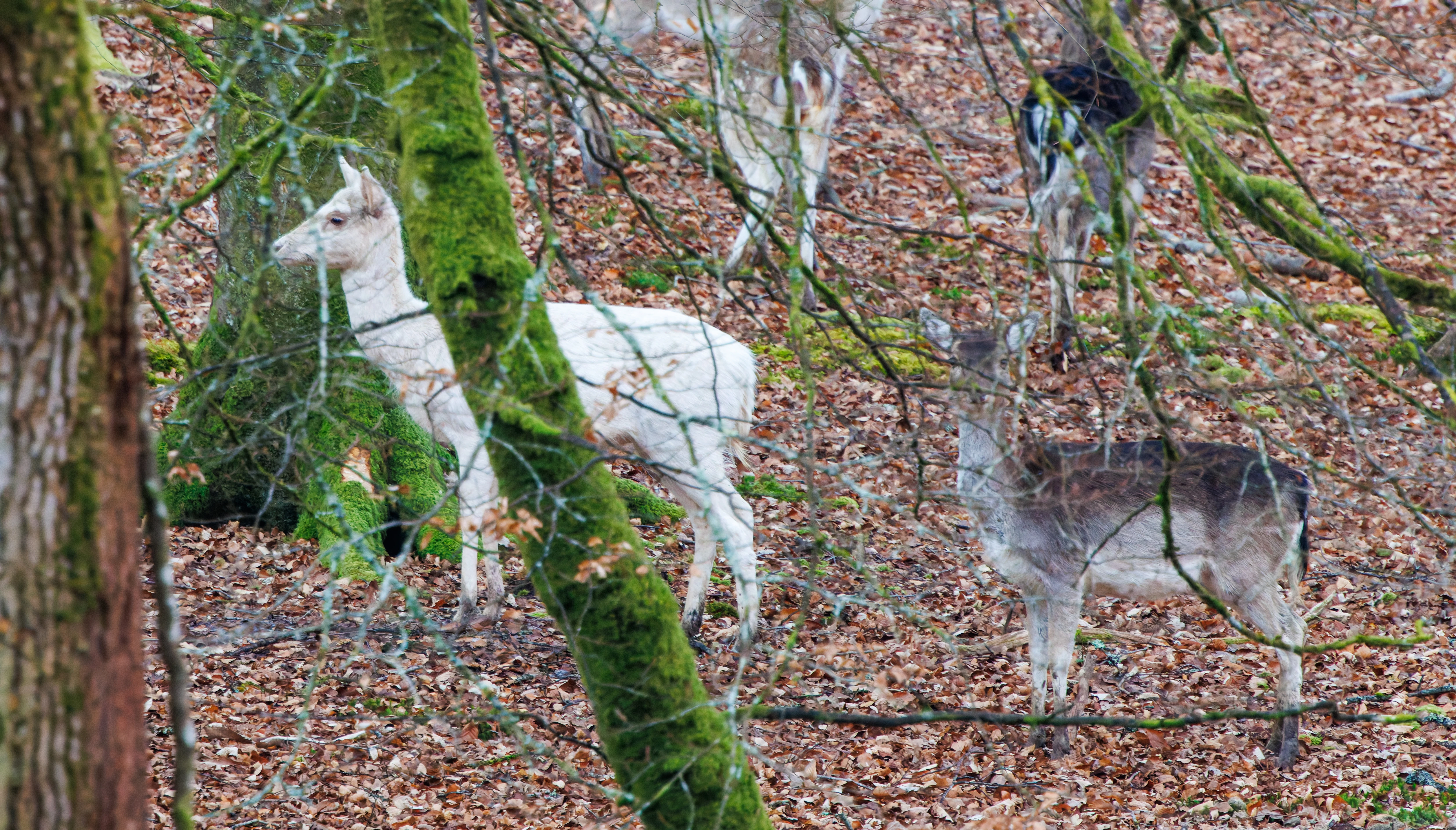 Fallow Deer, Bolderwood, New Forest, UK — photo by Adam Prugel-Bennett