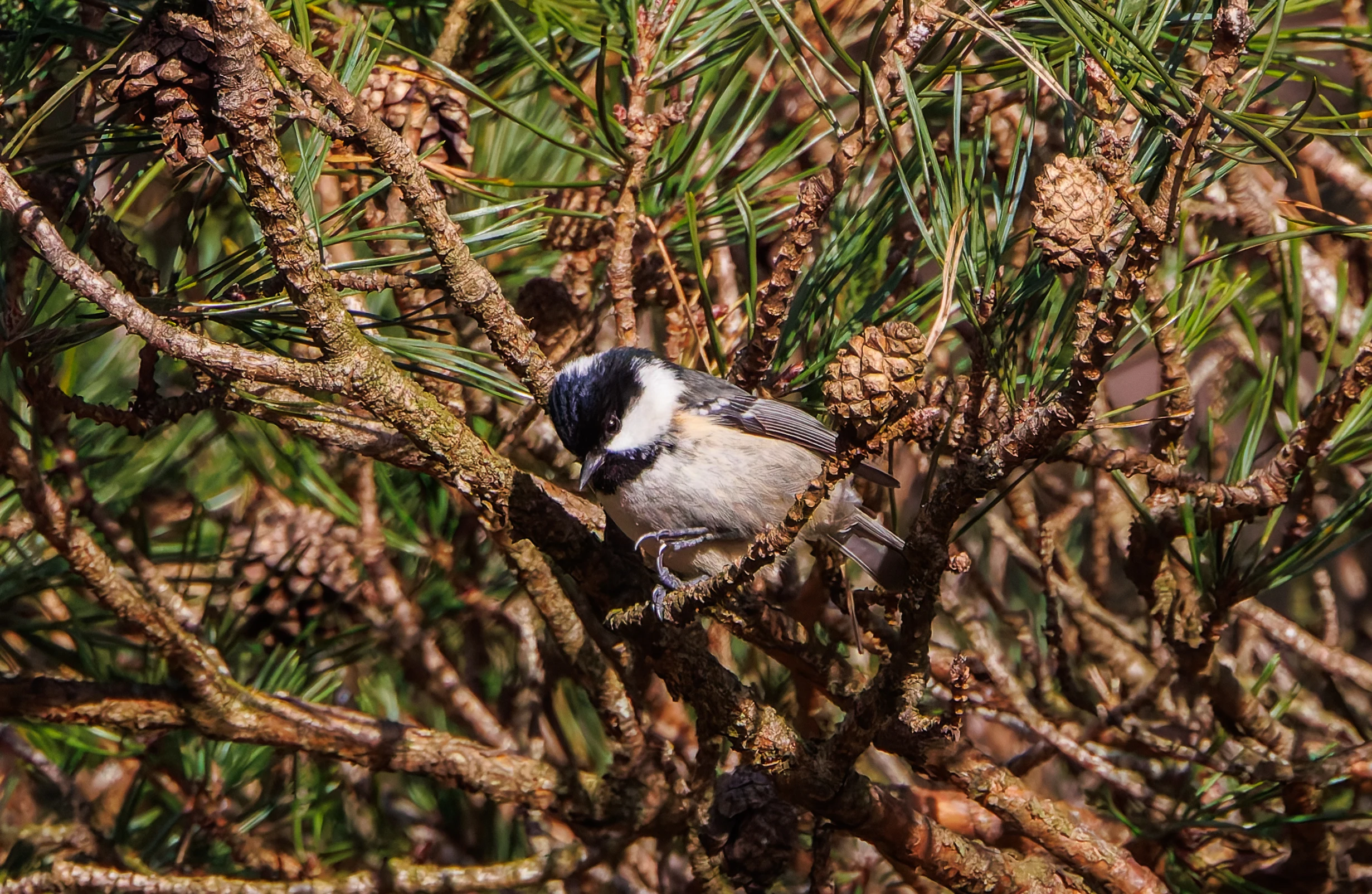 Coal Tit, Bolderwood, New Forest, UK — photo by Adam Prugel-Bennett