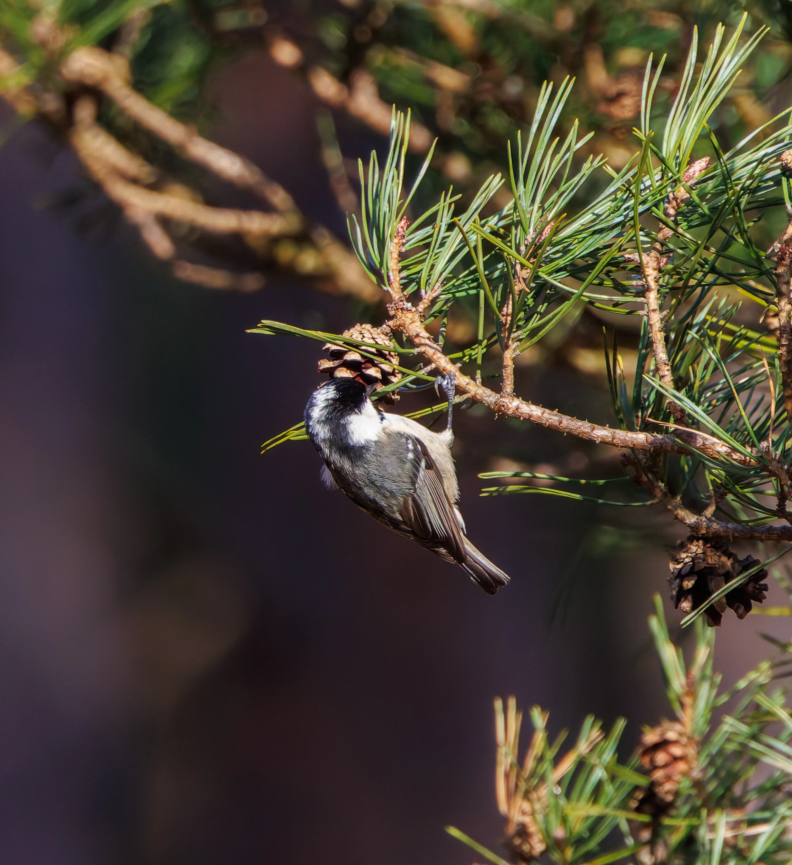 Coal Tit, Acres Down, New Forest, UK — photo by Adam Prugel-Bennett