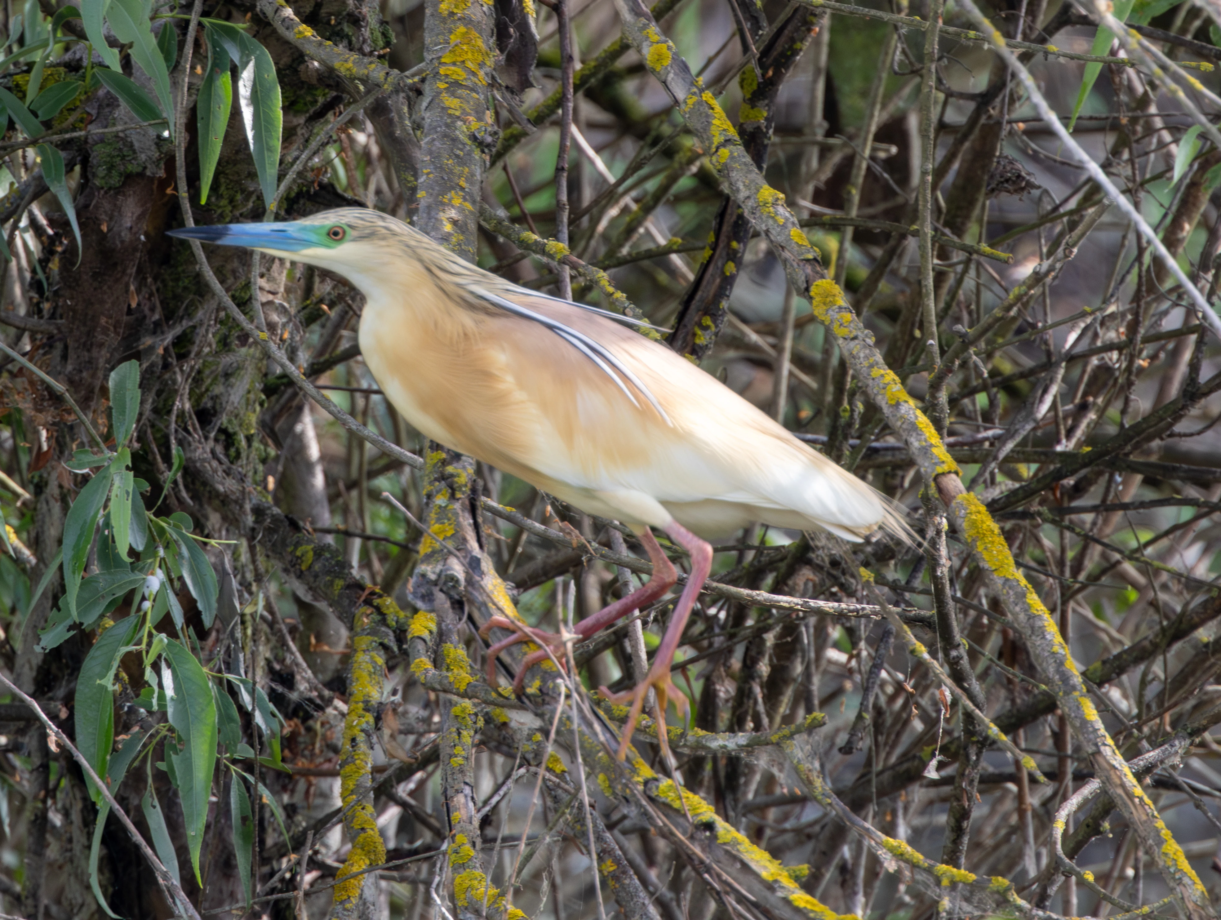 Squacco Heron, Danube Delta, Romania — photo by Adam Prugel-Bennett