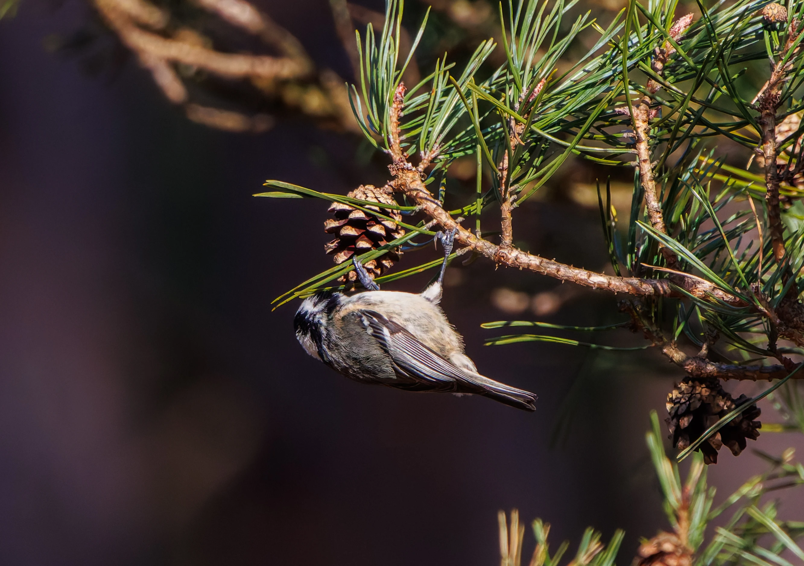 Coal Tit, Acres Down, New Forest, UK — photo by Adam Prugel-Bennett