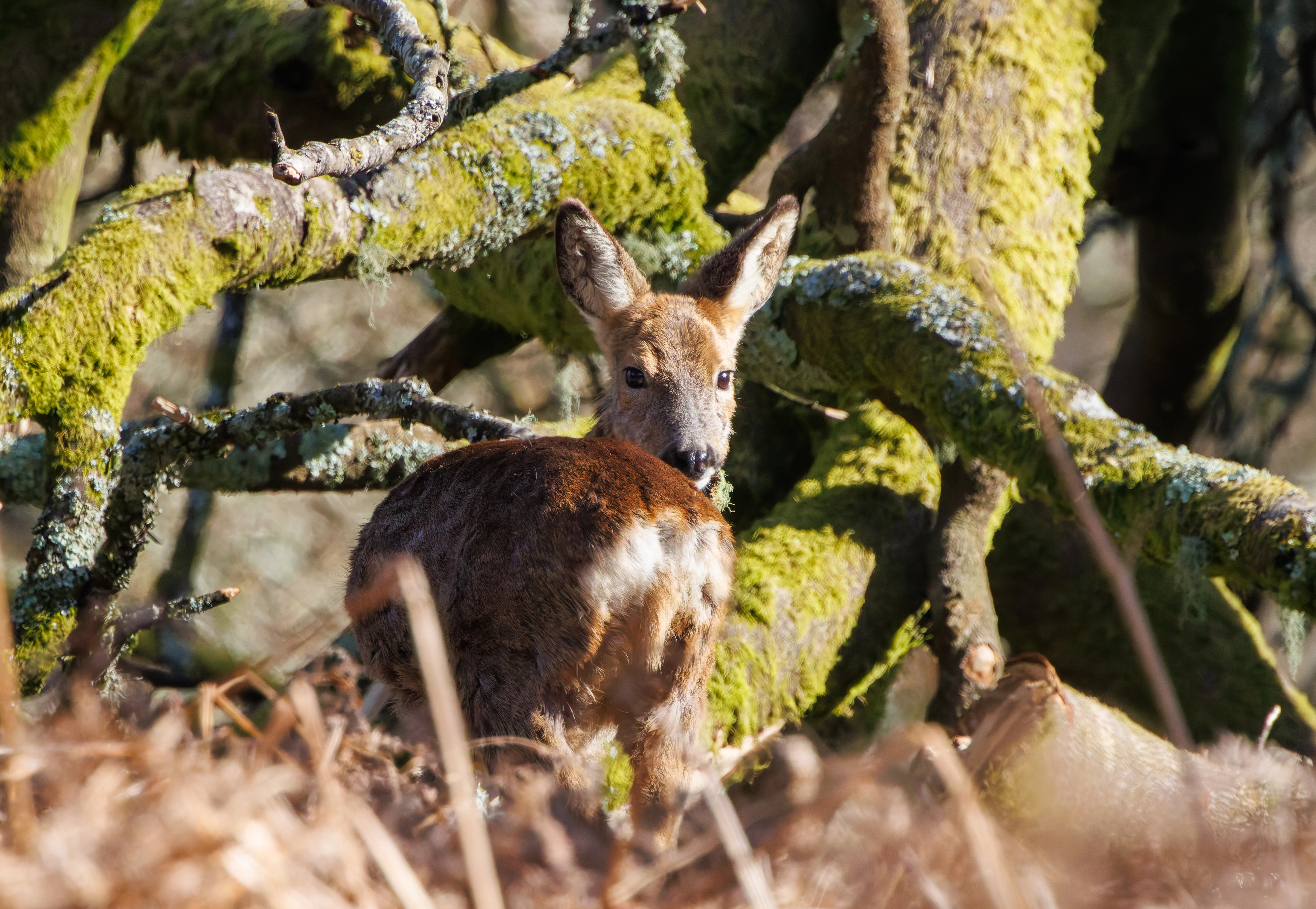 Roe Deer, Acres Down, New Forest, UK — photo by Adam Prugel-Bennett