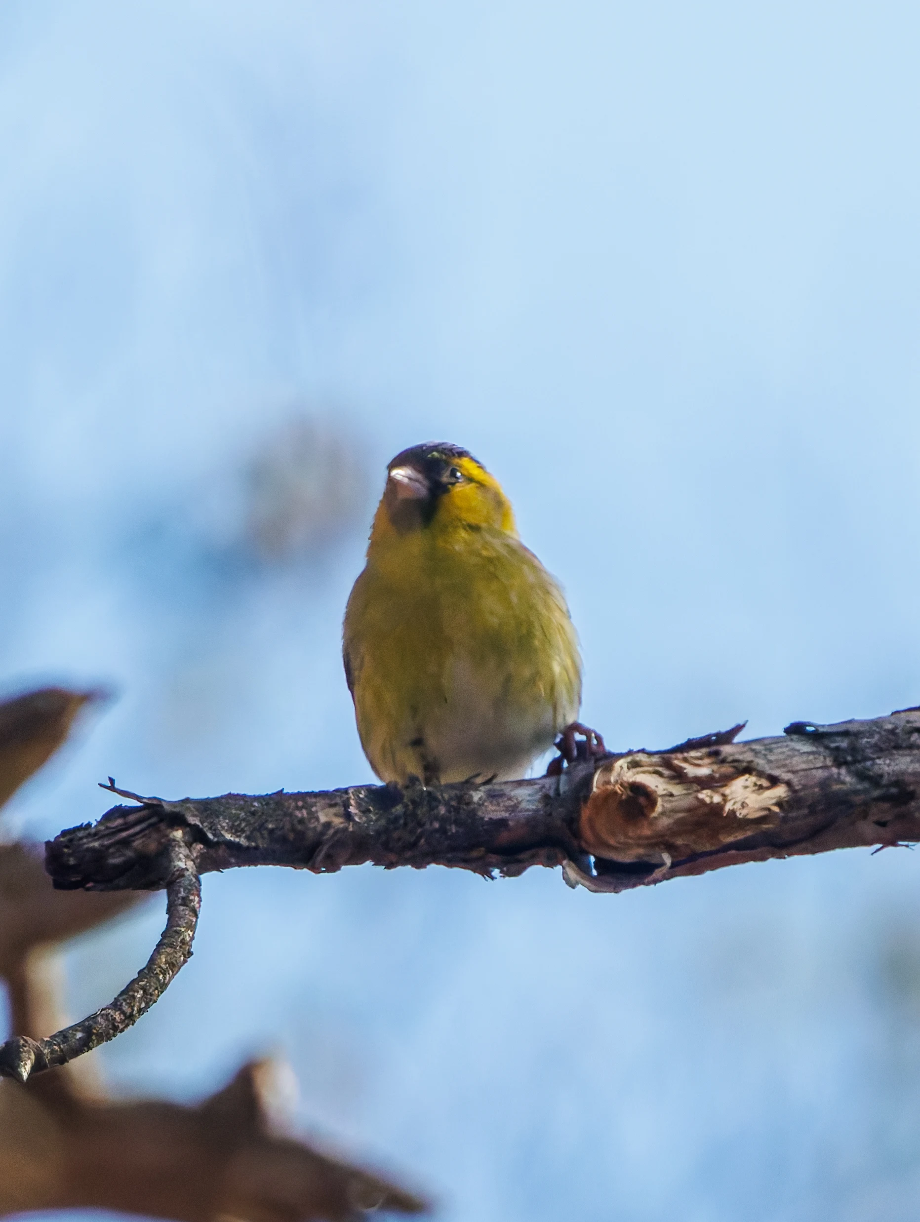Siskin, Acres Down, New Forest, UK — photo by Adam Prugel-Bennett