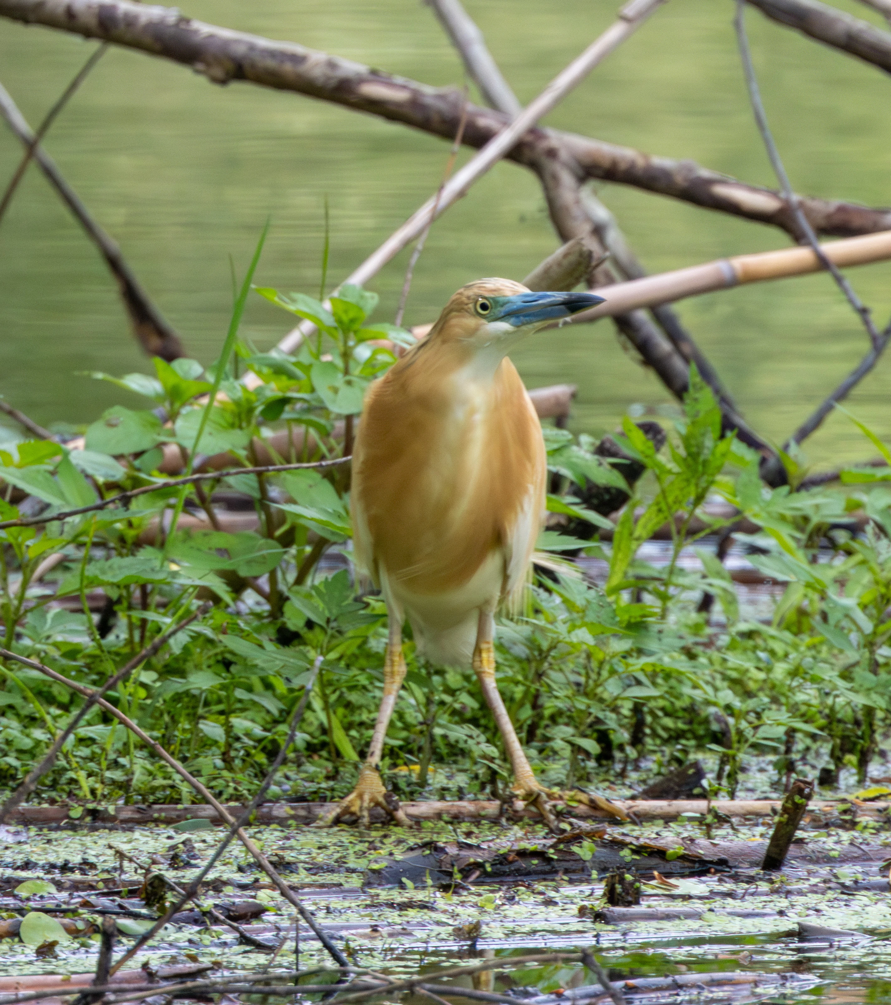 Squacco Heron, Danube Delta, Romania — photo by Adam Prugel-Bennett