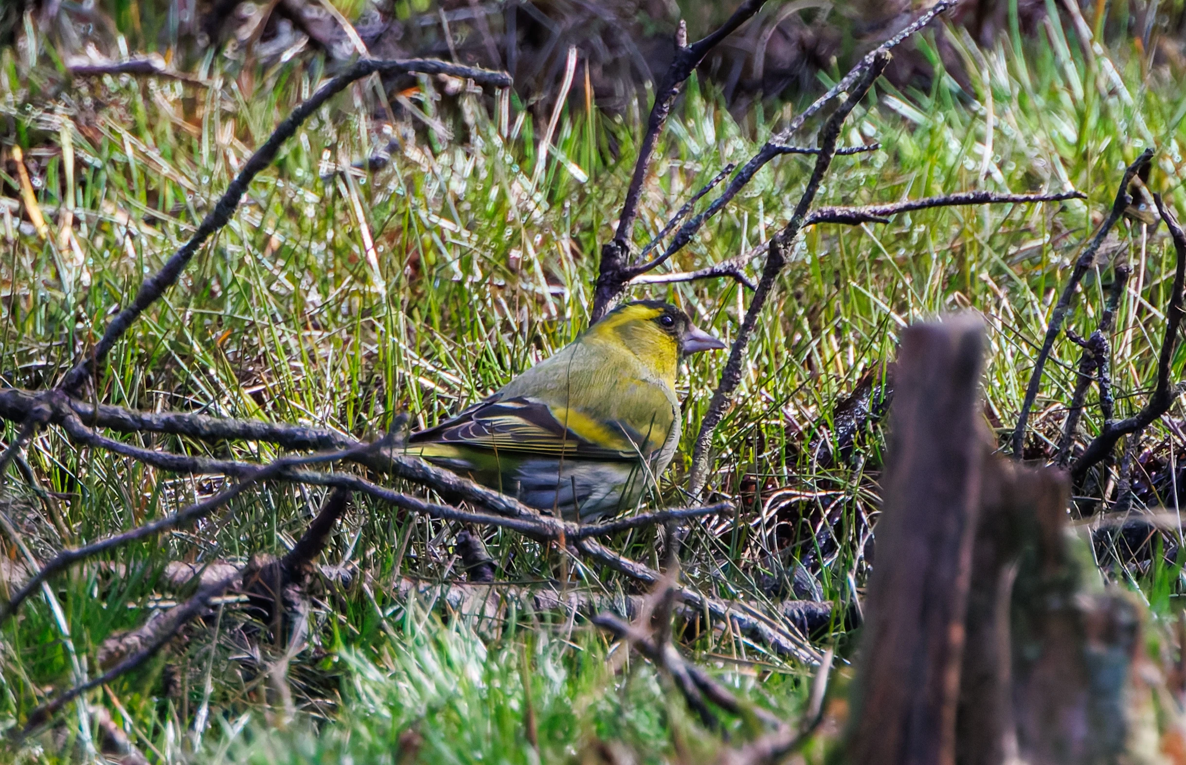 Siskin, Acres Down, New Forest, UK — photo by Adam Prugel-Bennett