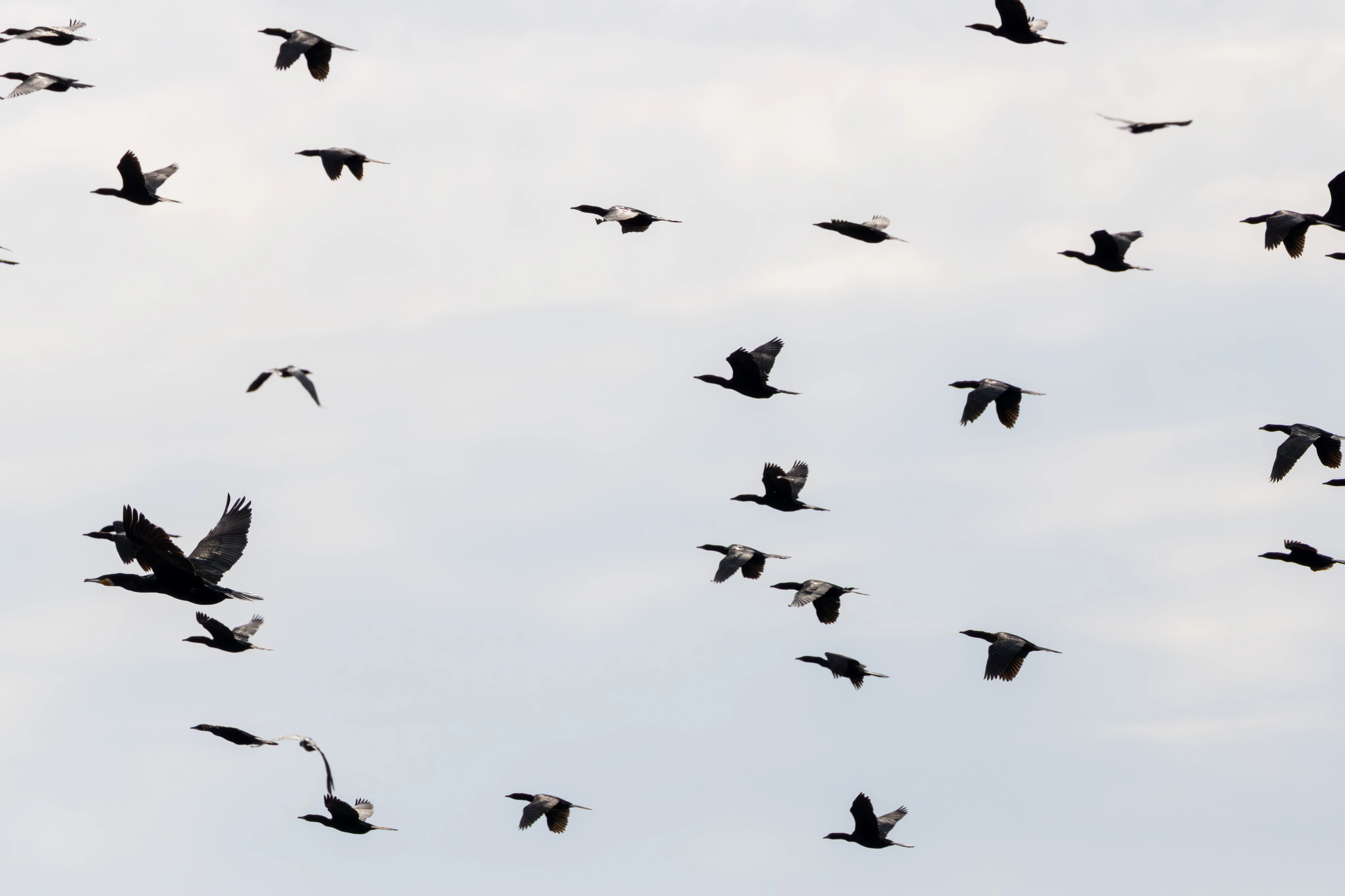 Cormorants in flight, Danube Delta, Romania — photo by Adam Prugel-Bennett