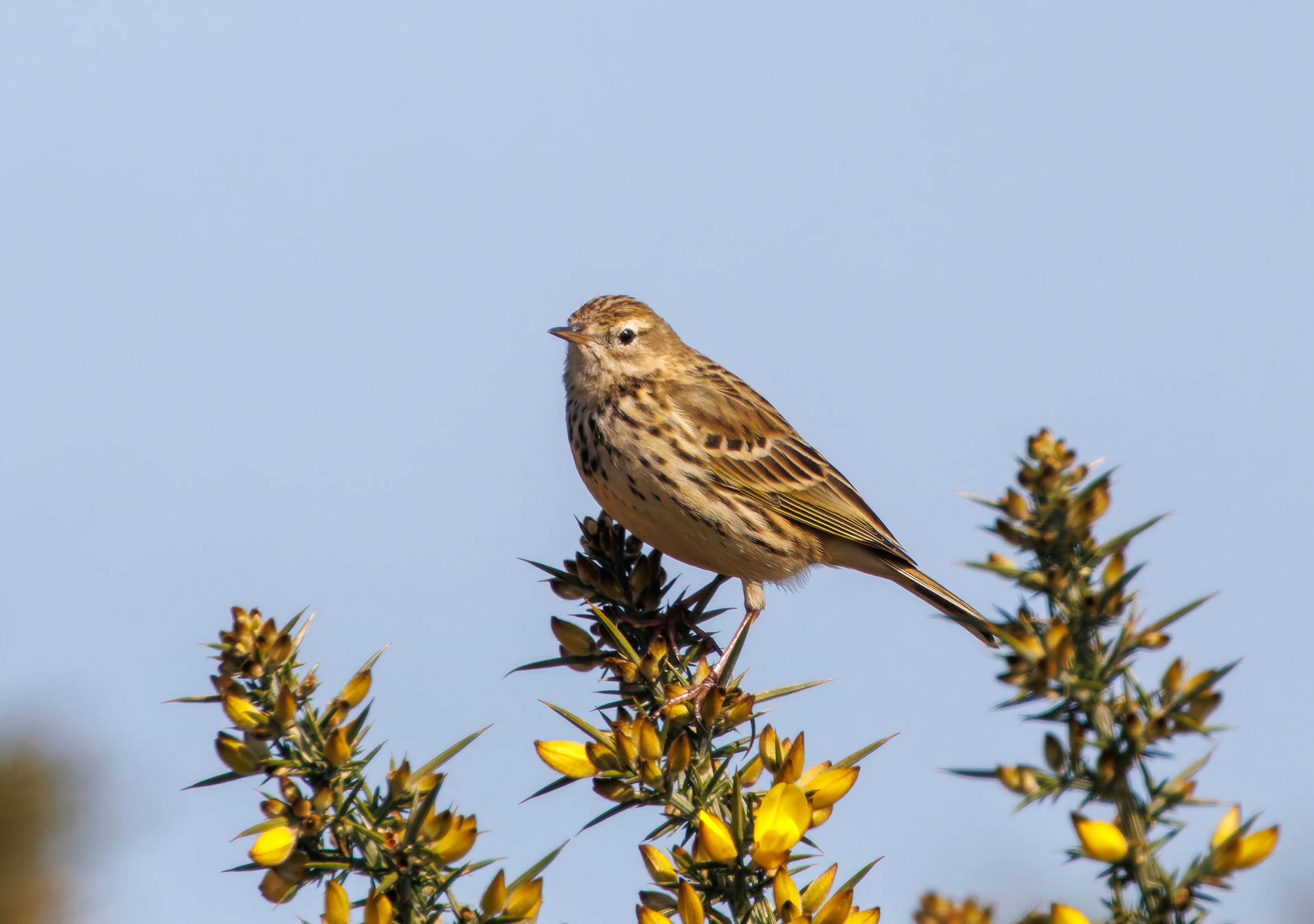 Meadow Pipit, Acres Down, New Forest, UK — photo by Adam Prugel-Bennett