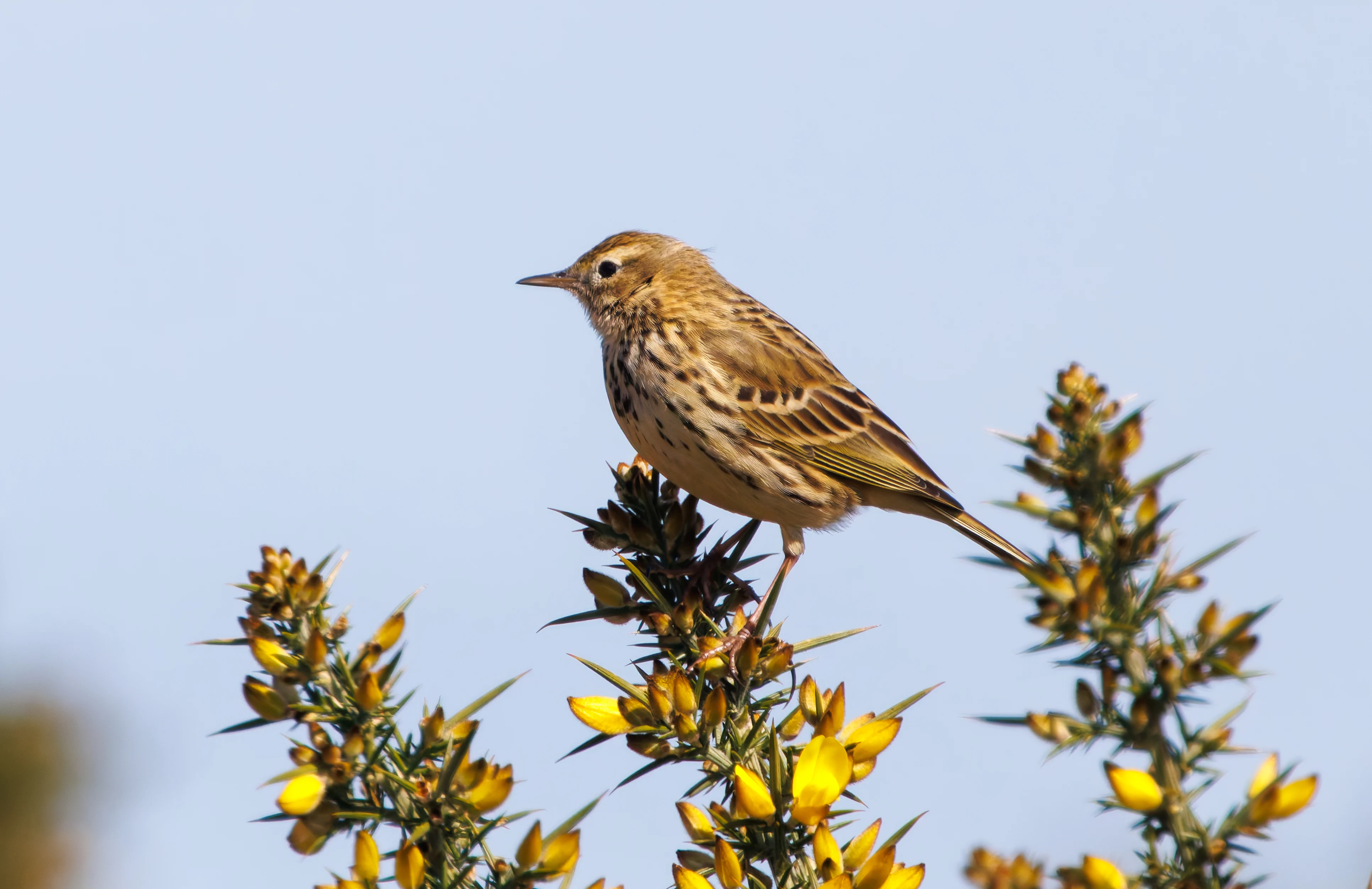 Meadow Pipit, Acres Down, New Forest, UK — photo by Adam Prugel-Bennett