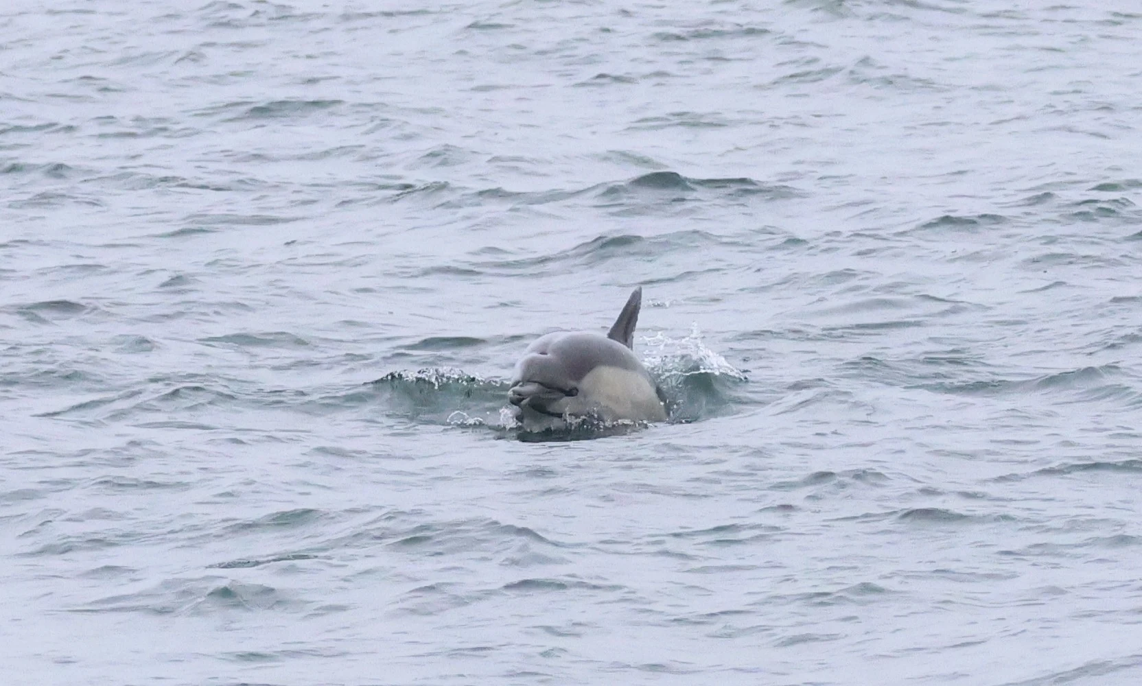 Common dolphin, Falmouth, Cornwal, UK — photo by Adam Prugel-Bennett