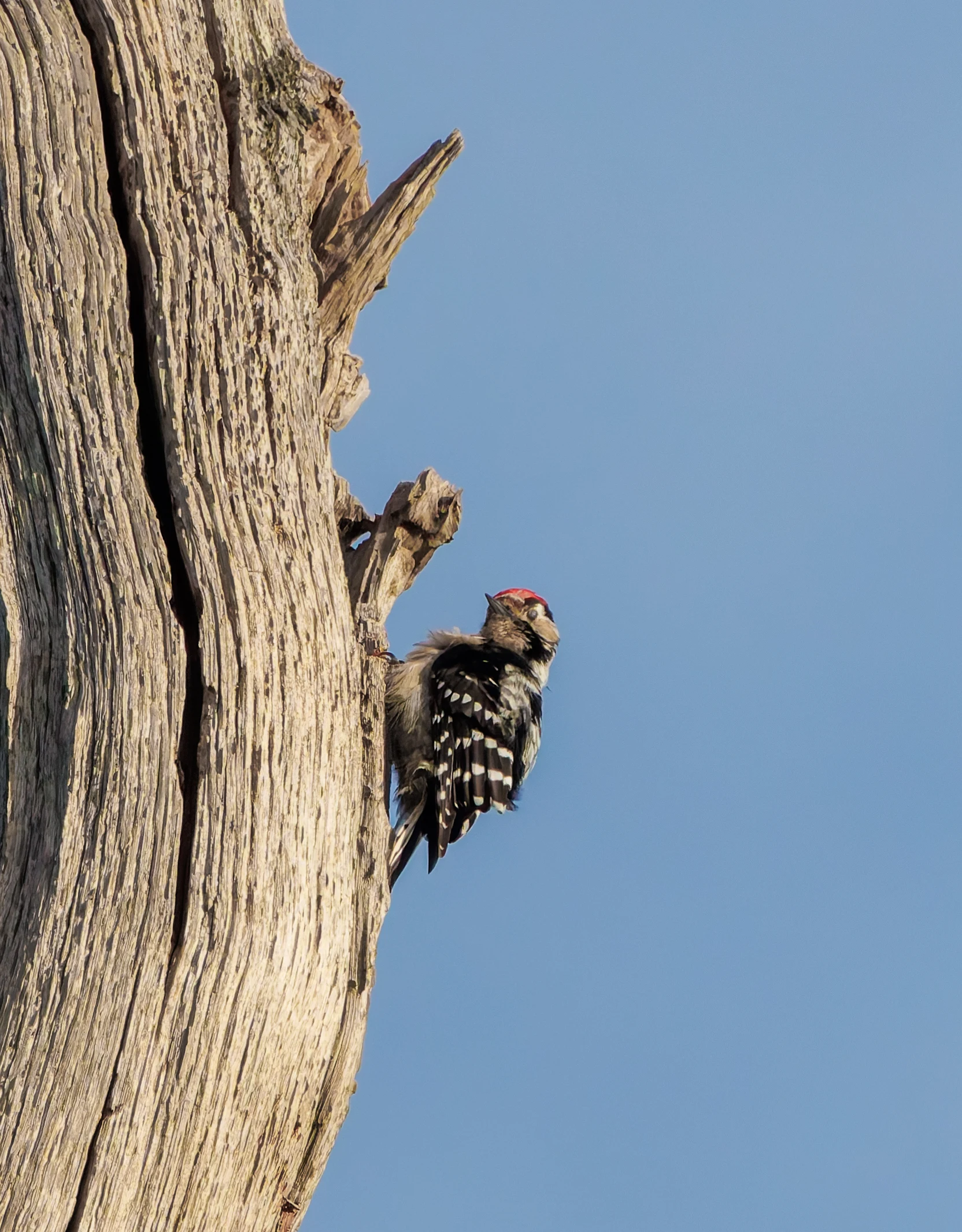 Lesser-spotted Woodpecker, Acres Down, New Forest, UK — photo by Adam Prugel-Bennett