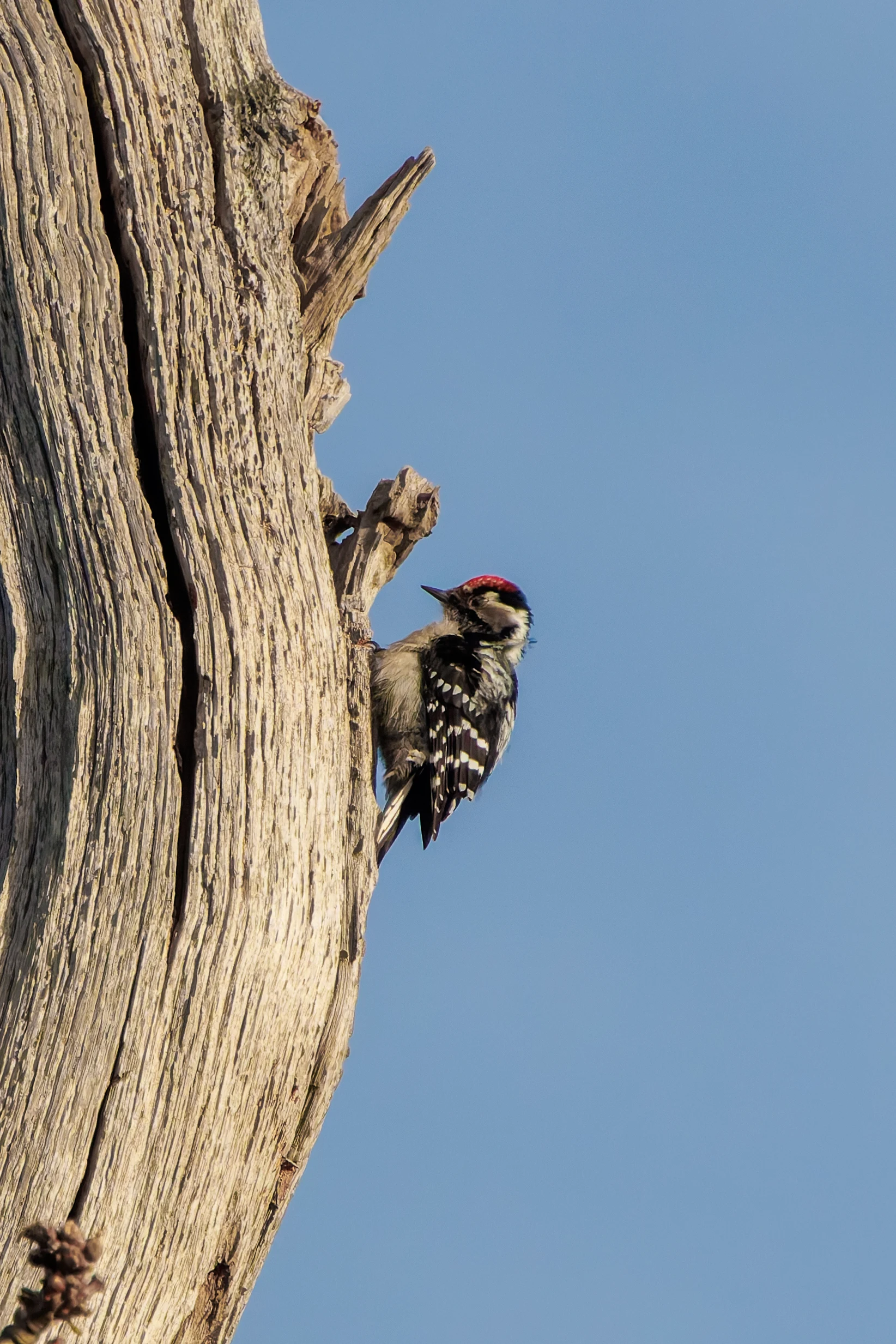 Lesser-spotted Woodpecker, Acres Down, New Forest, UK — photo by Adam Prugel-Bennett