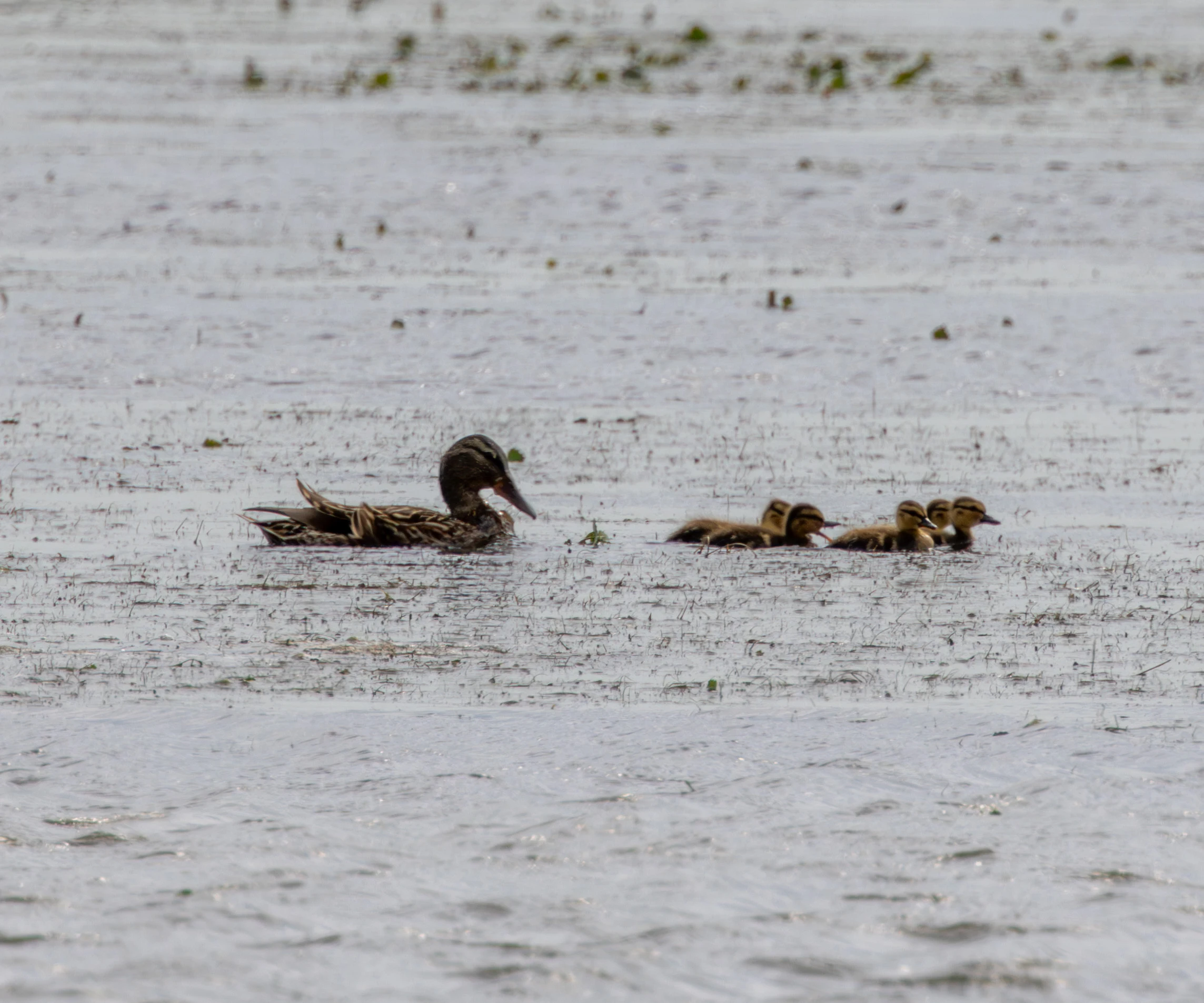 Mallard Duck with Ducklings, Danube Delta, Romania — photo by Adam Prugel-Bennett