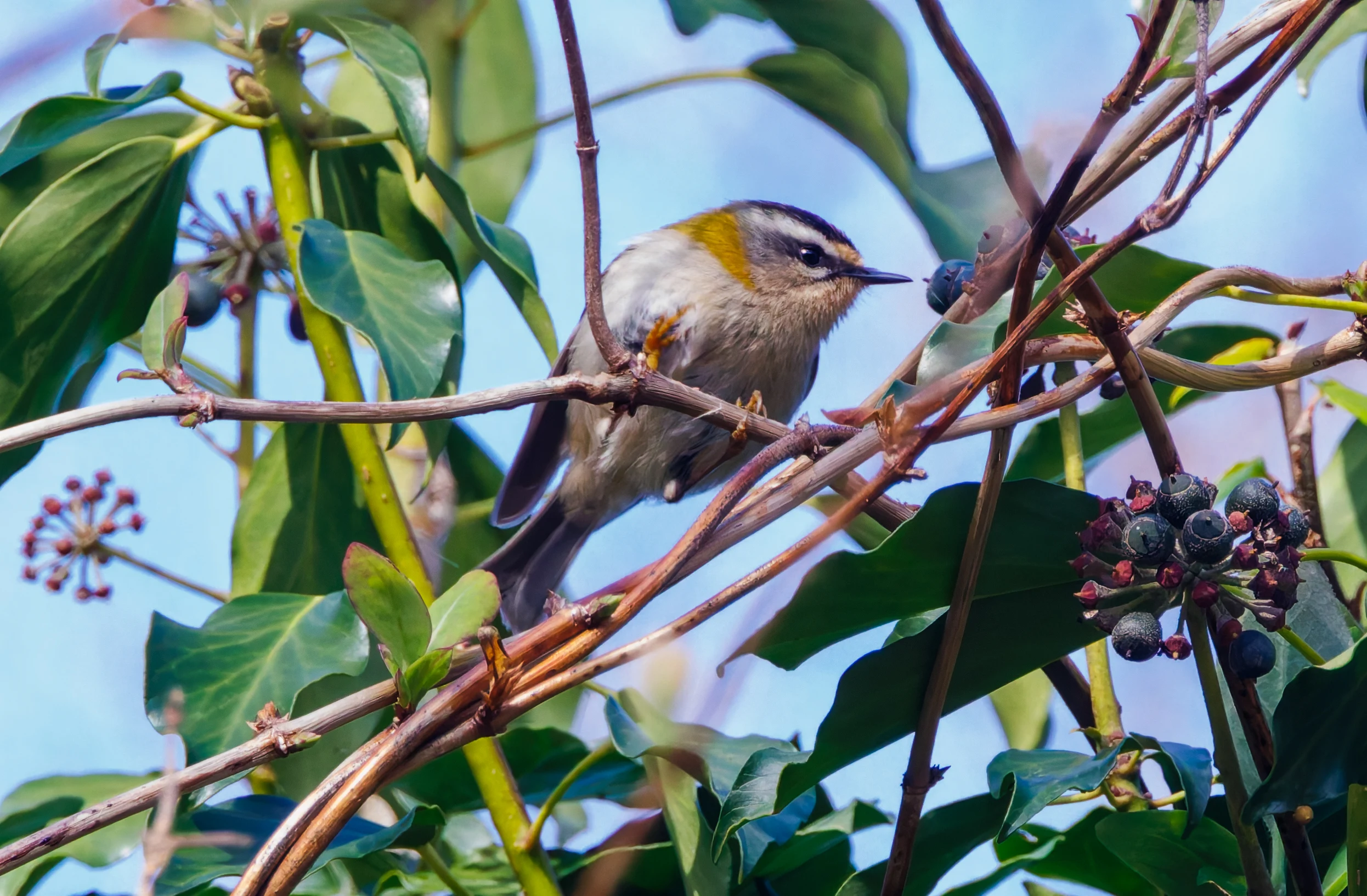 Common Firecrest, Acres Down, New Forest, UK — photo by Adam Prugel-Bennett