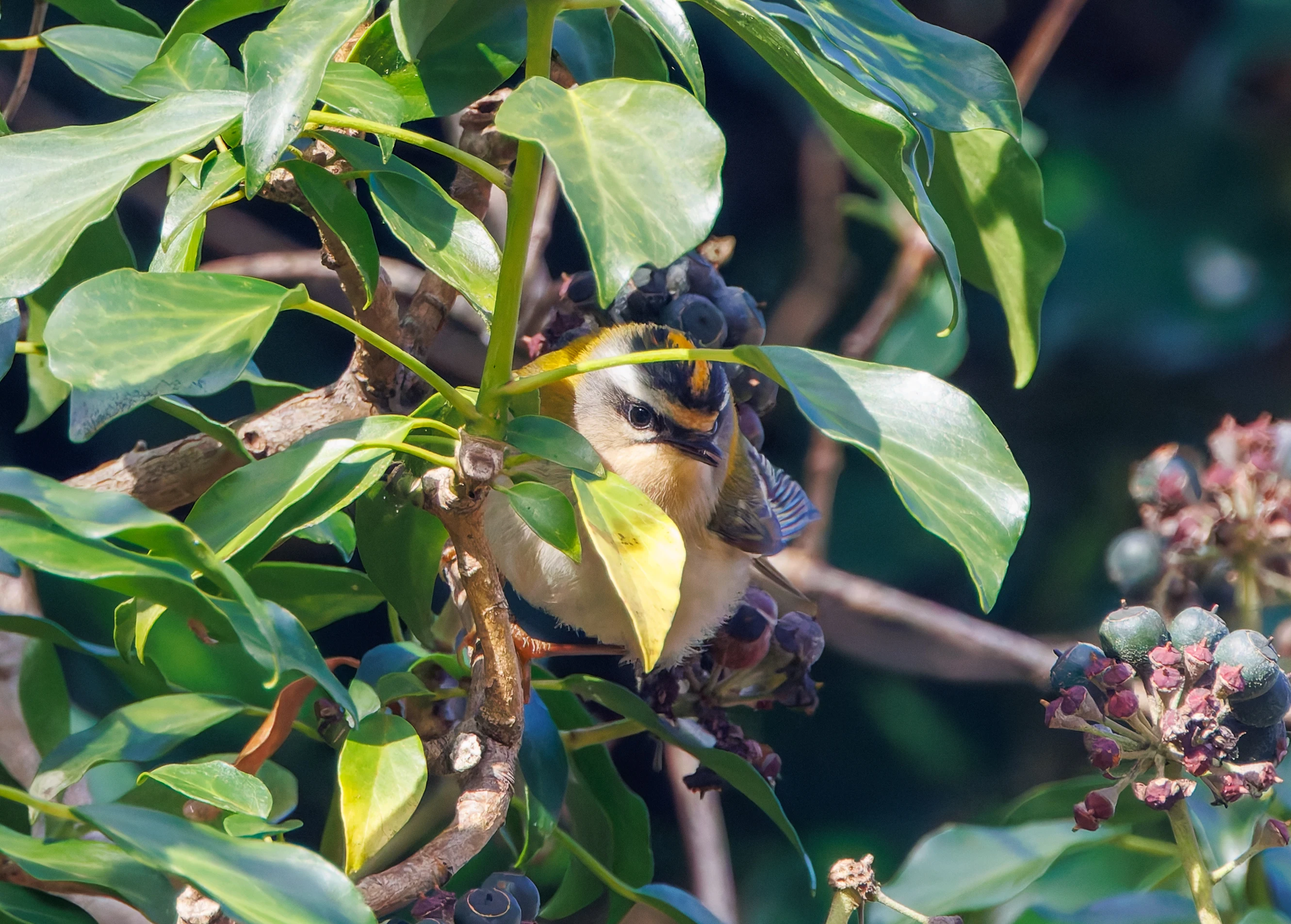Common firecrest, Acres Down, New Forest, UK — photo by Adam Prugel-Bennett