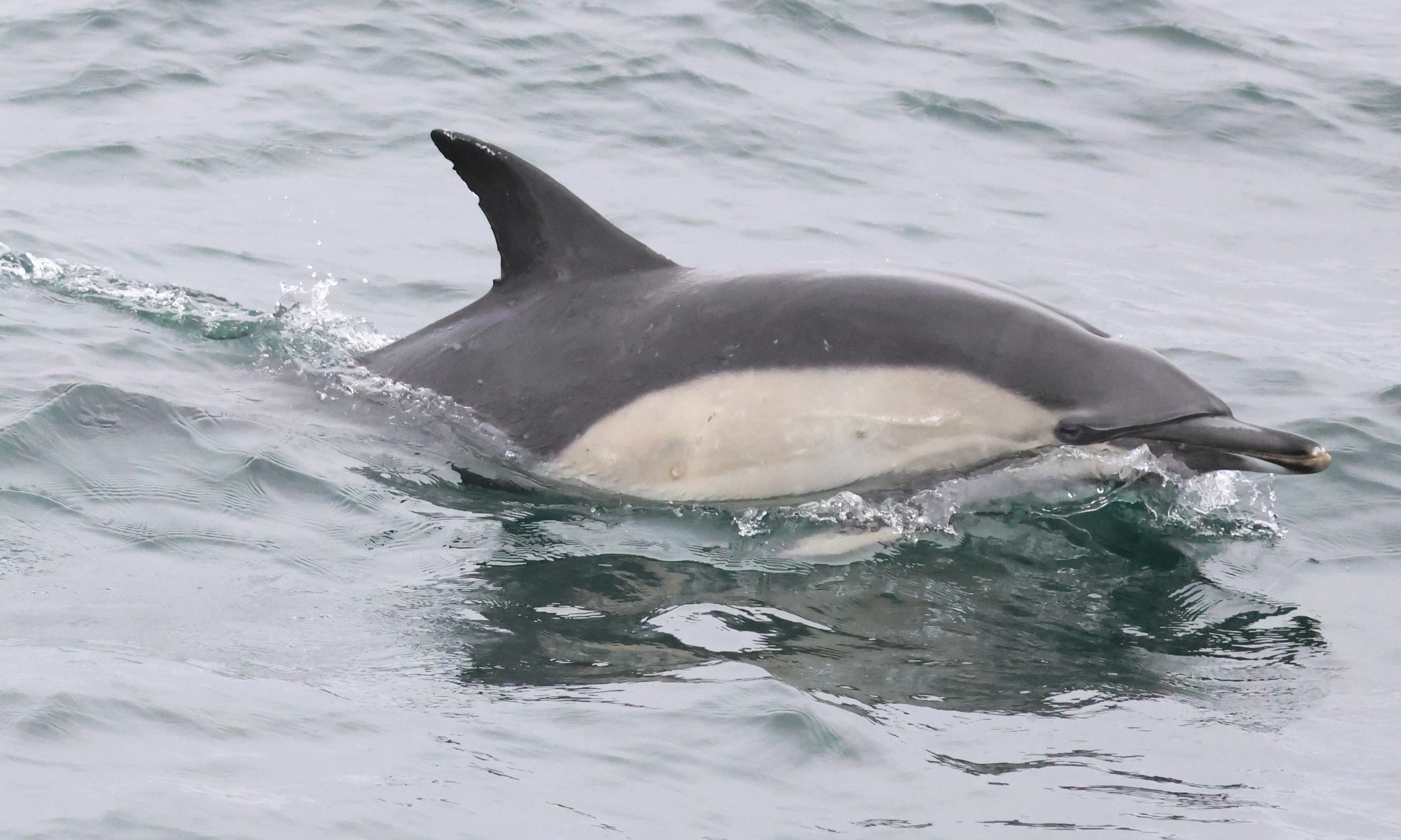 Common dolphin, Falmouth, Cornwal, UK — photo by Adam Prugel-Bennett