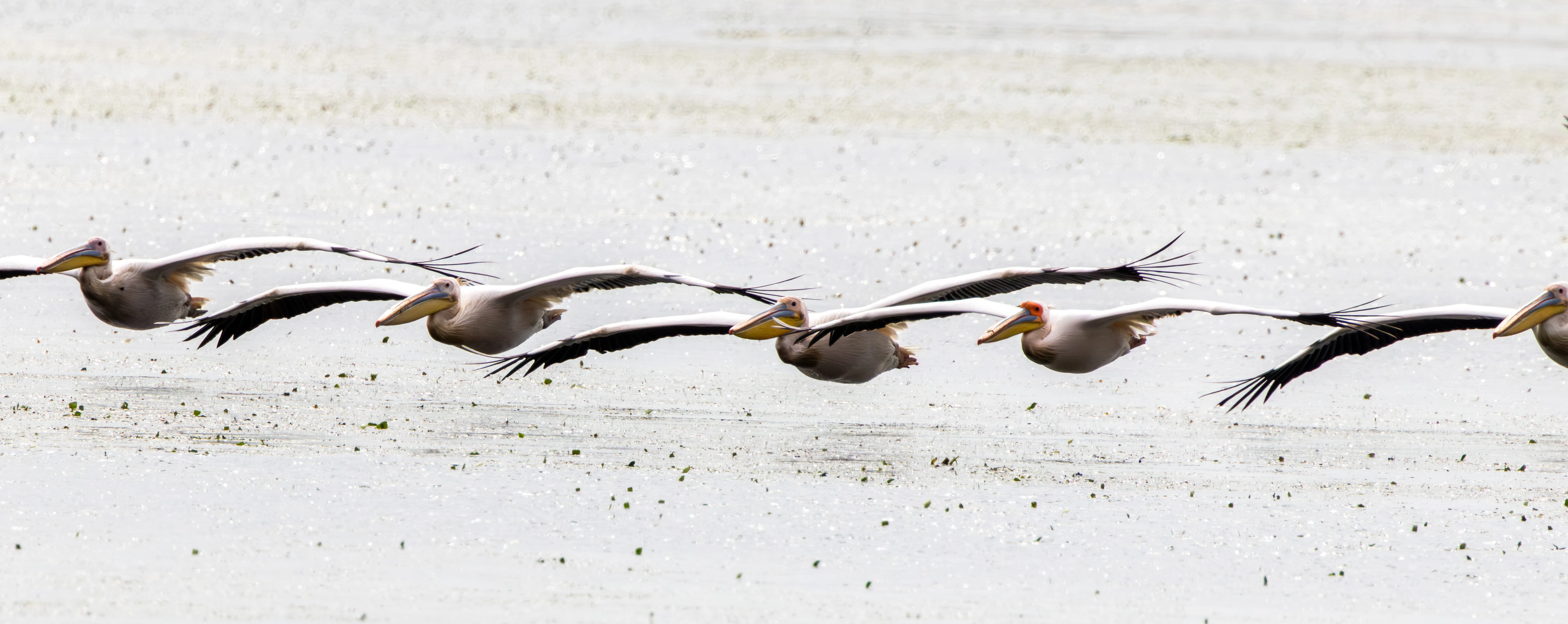 Dalmatian Pelicans in flight, Danube Delta, Romania — photo by Adam Prugel-Bennett