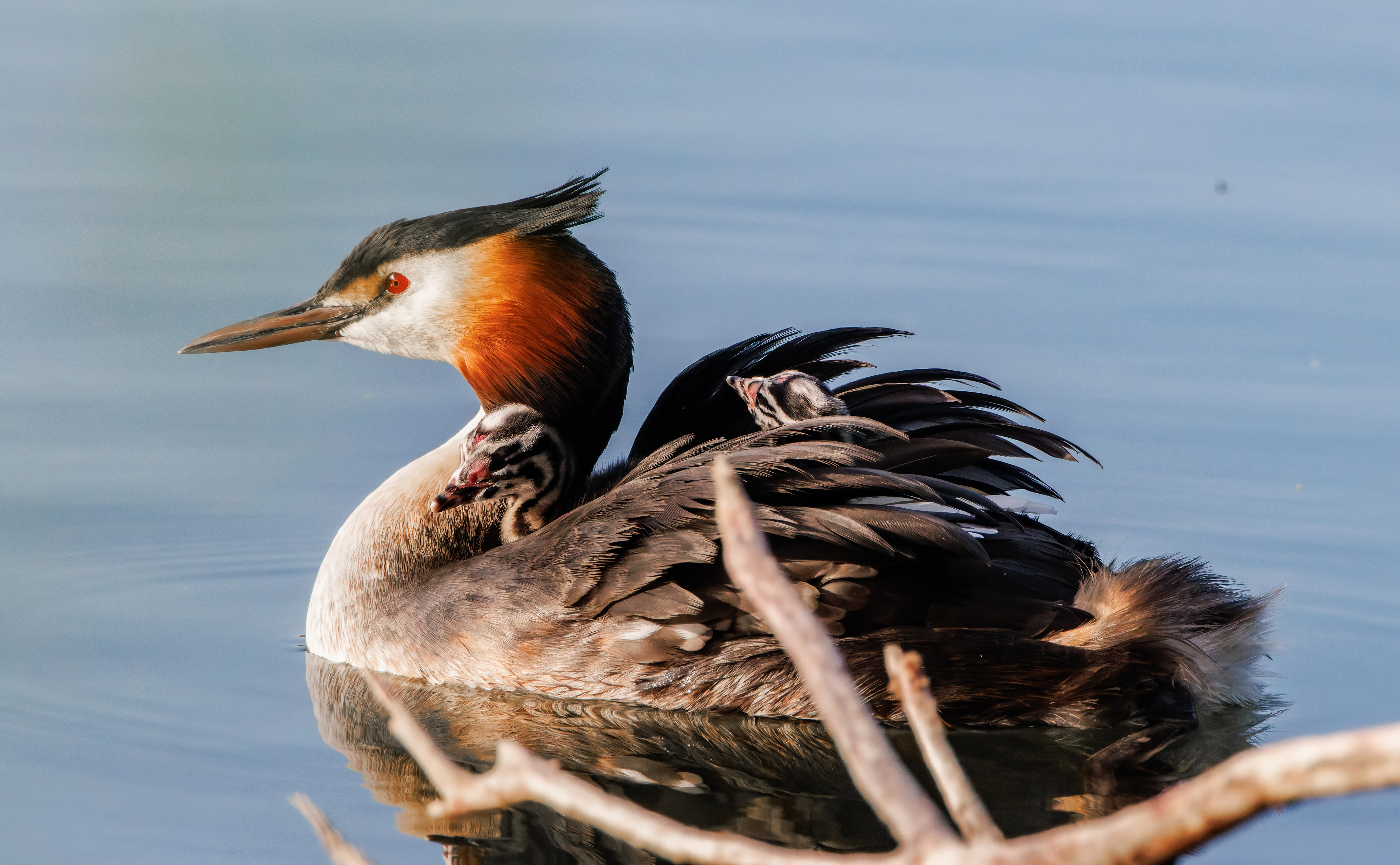Great Crested Grebe with chicks, Lakeside, Eastleigh, Hampshire, UK — photo by Adam Prugel-Bennett