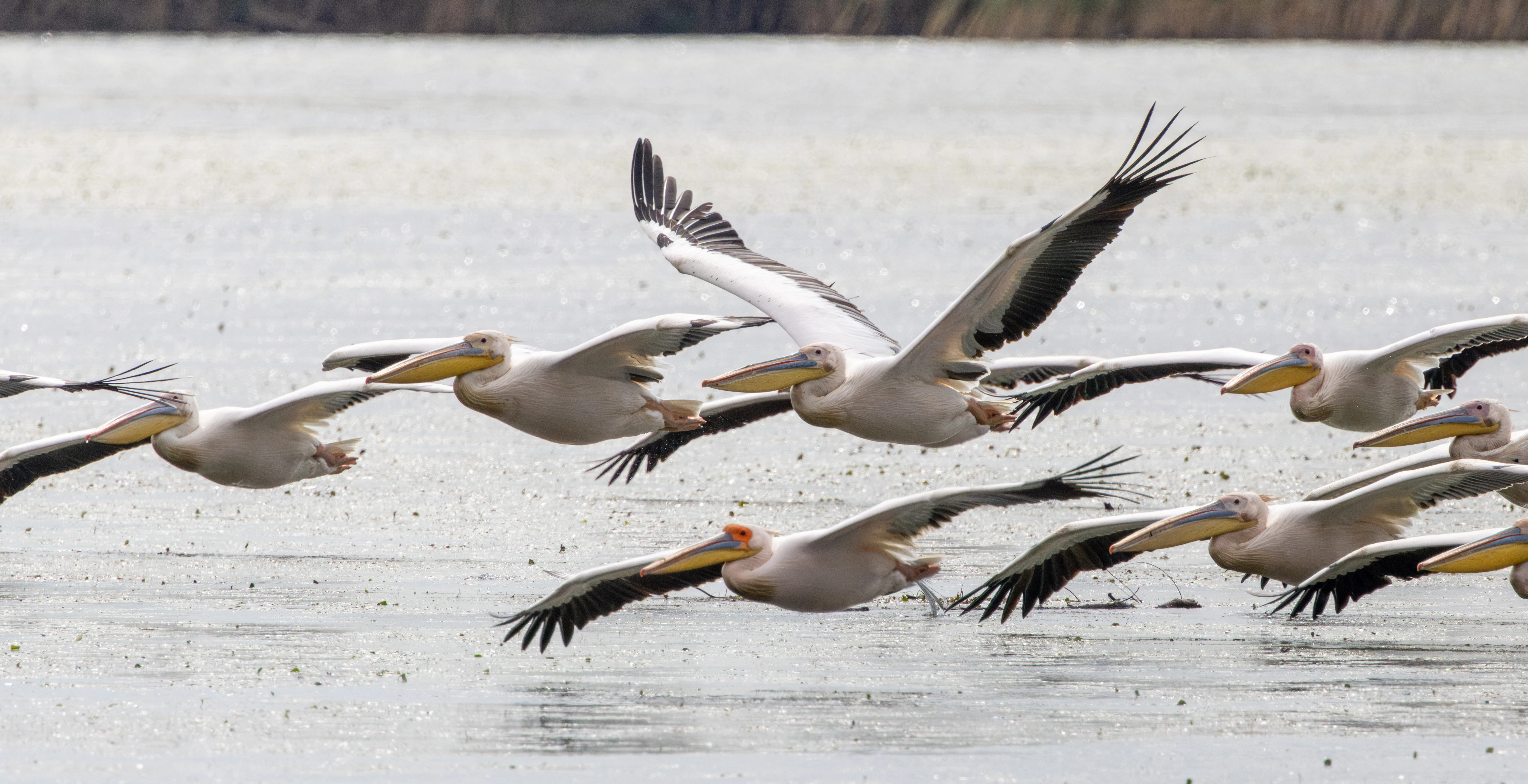 Great White Pelicans in flight, Danube Delta, Romania — photo by Adam Prugel-Bennett