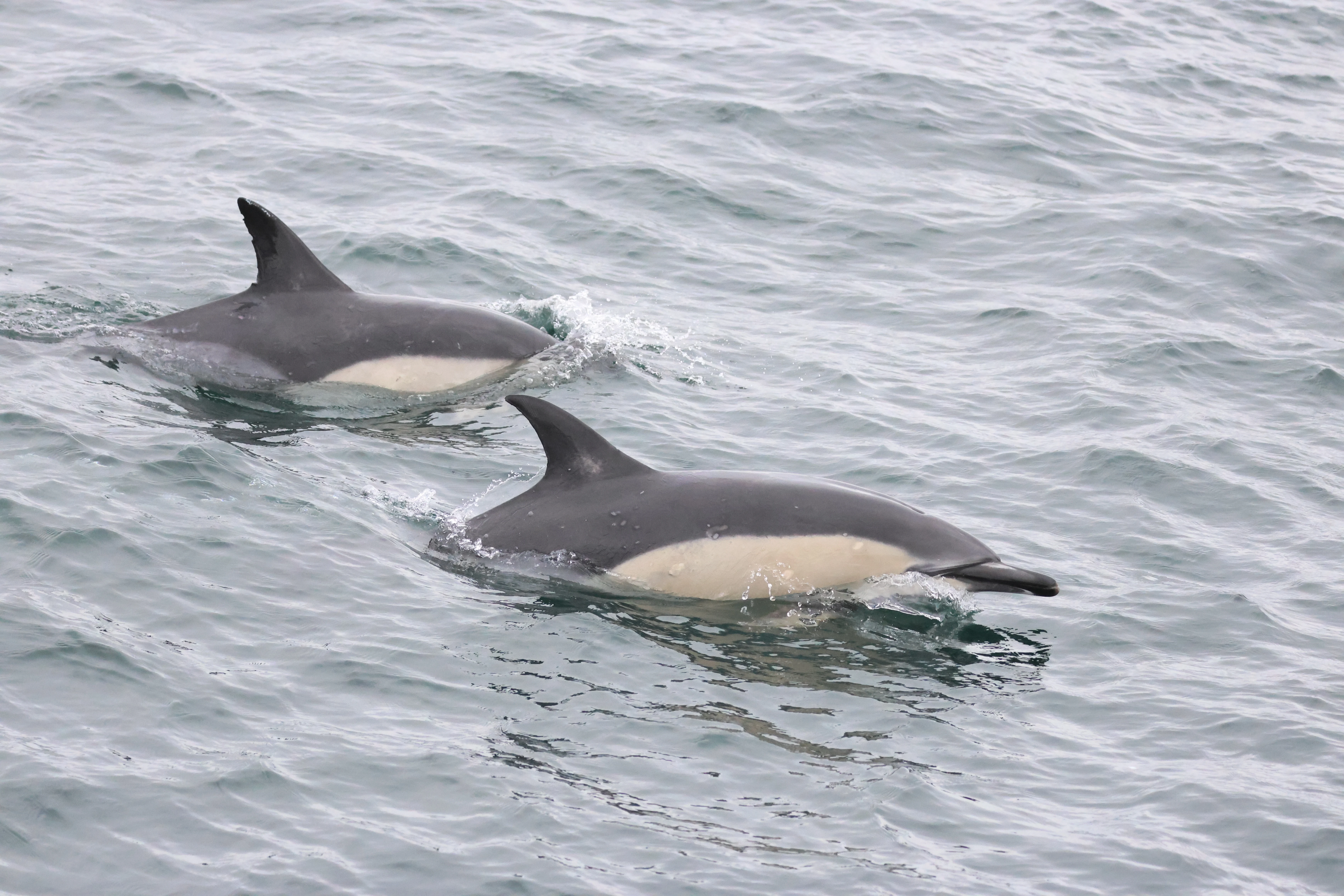 Common dolphin, Falmouth, Cornwal, UK — photo by Adam Prugel-Bennett