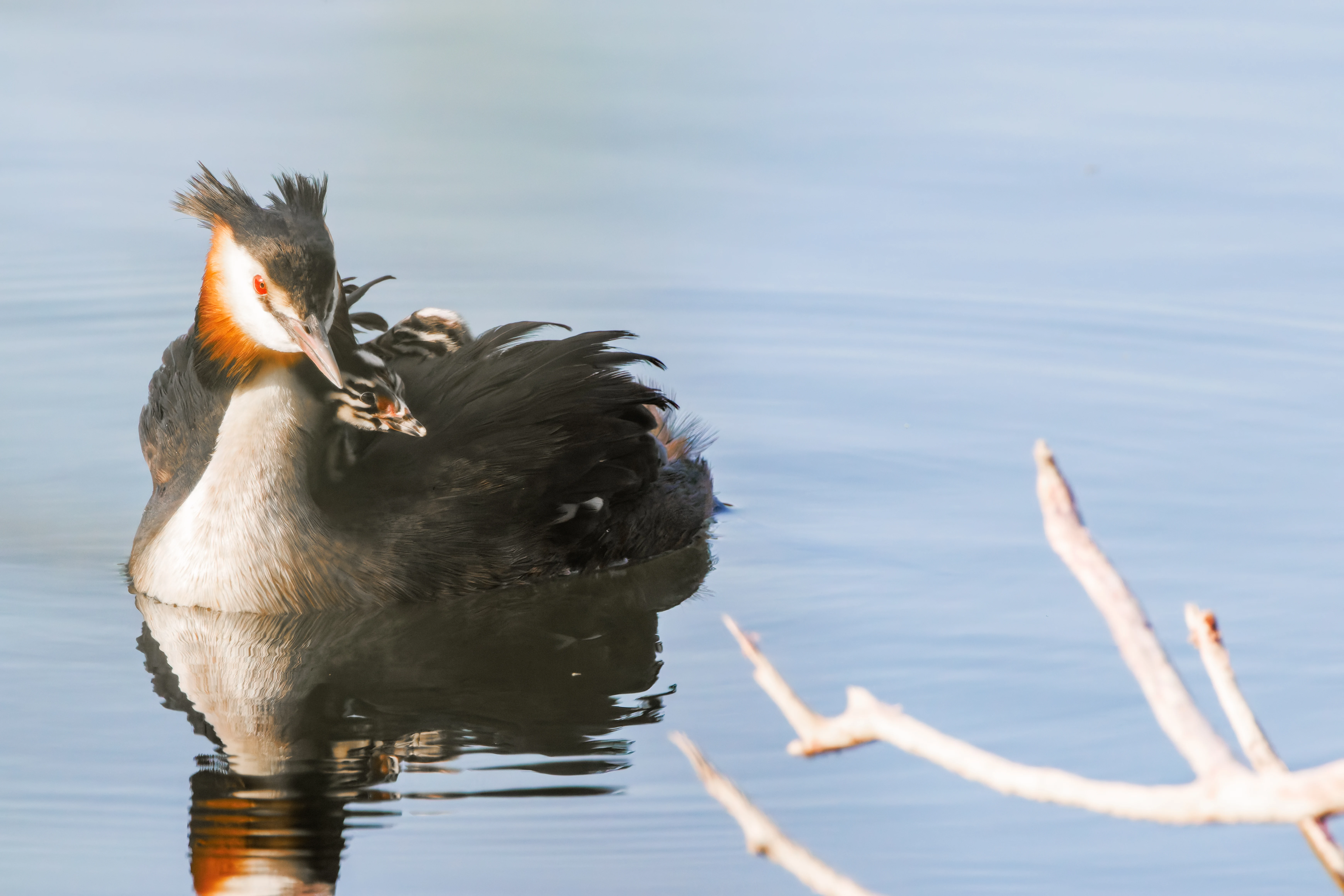 Great Crested Grebe with chicks, Lakeside, Eastleigh, Hampshire, UK — photo by Adam Prugel-Bennett