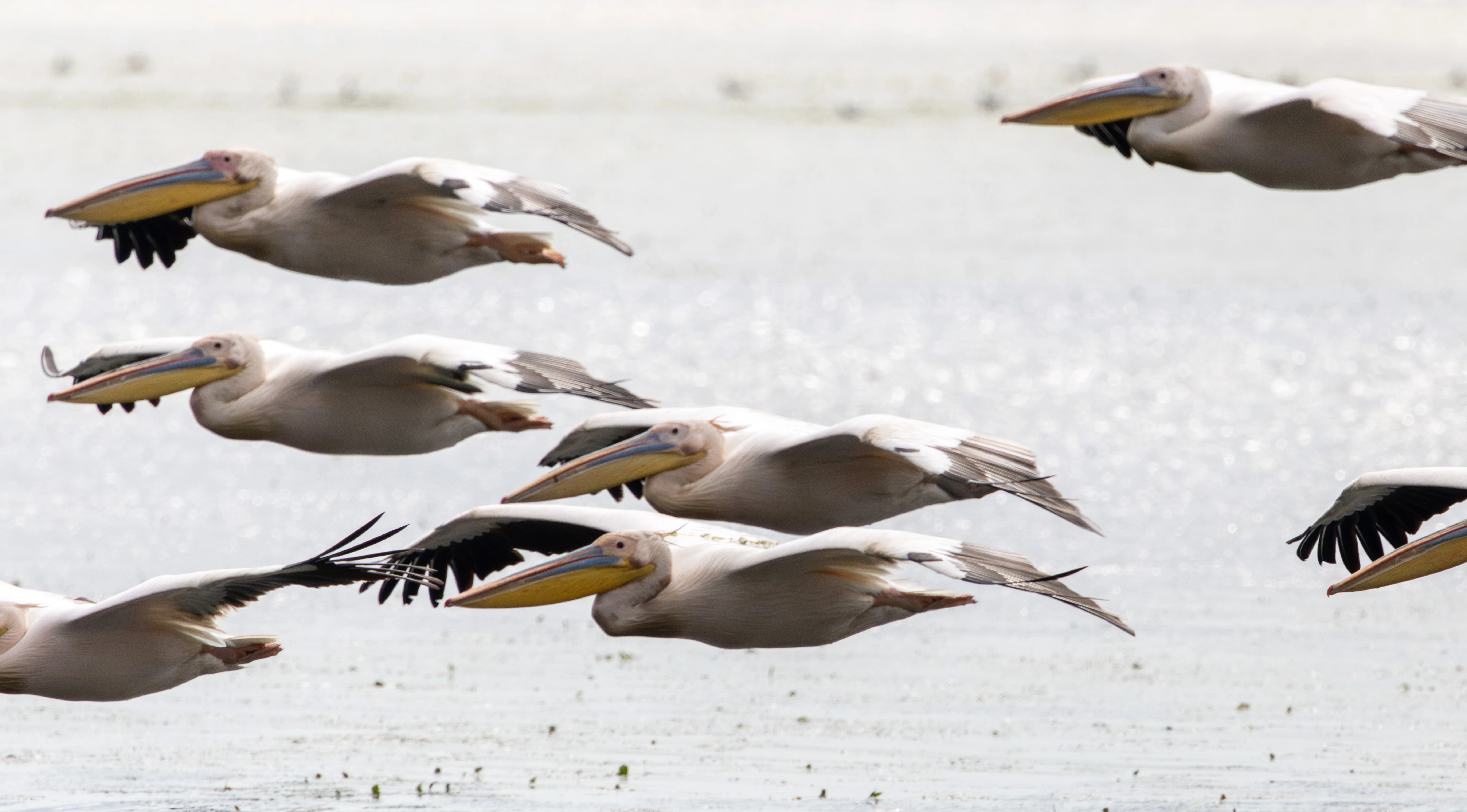 Great White Pelicans in flight, Danube Delta, Romania — photo by Adam Prugel-Bennett