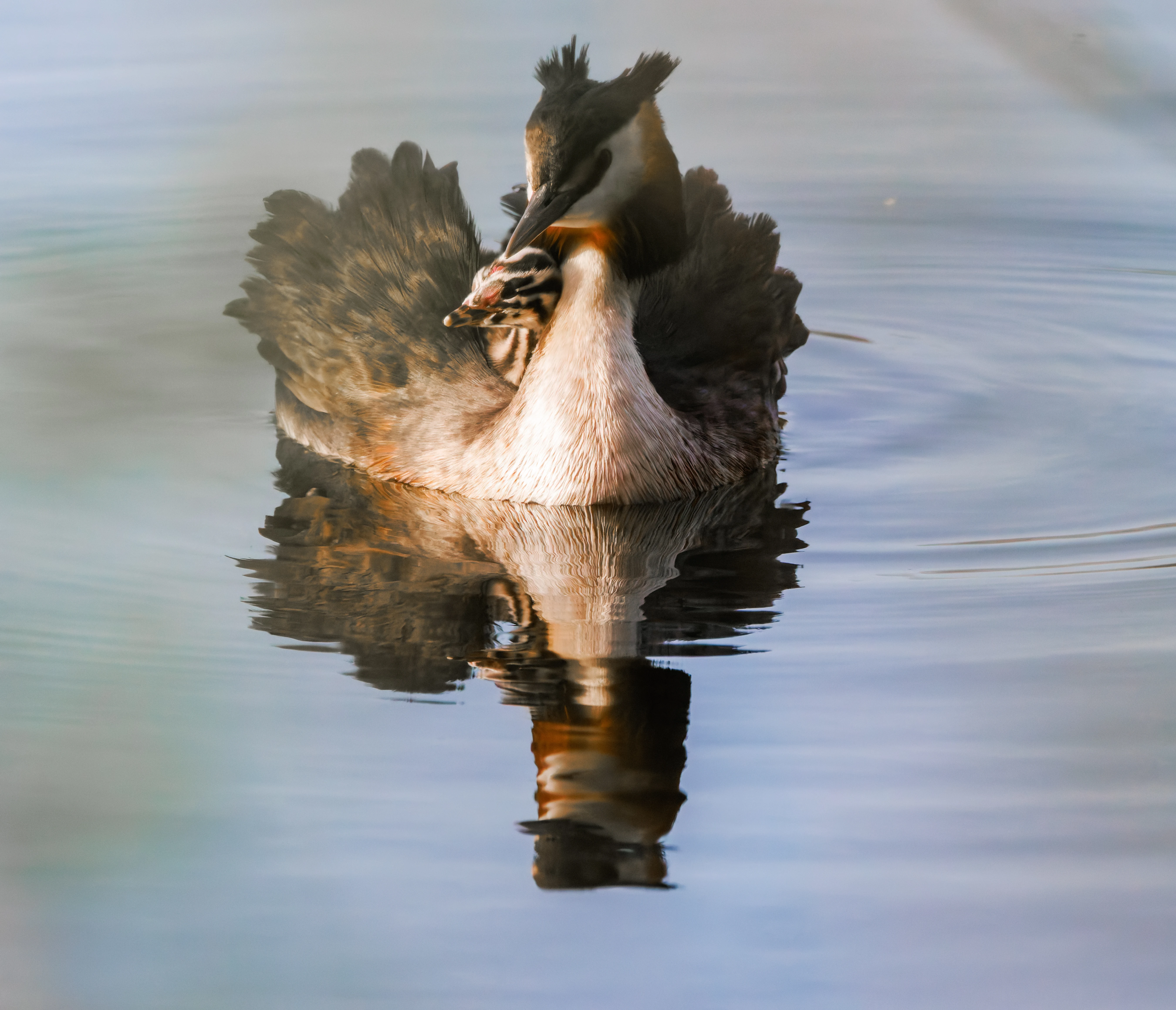 Great Crested Grebe with chicks, Lakeside, Eastliegh, Hampshire, UK — photo by Adam Prugel-Bennett