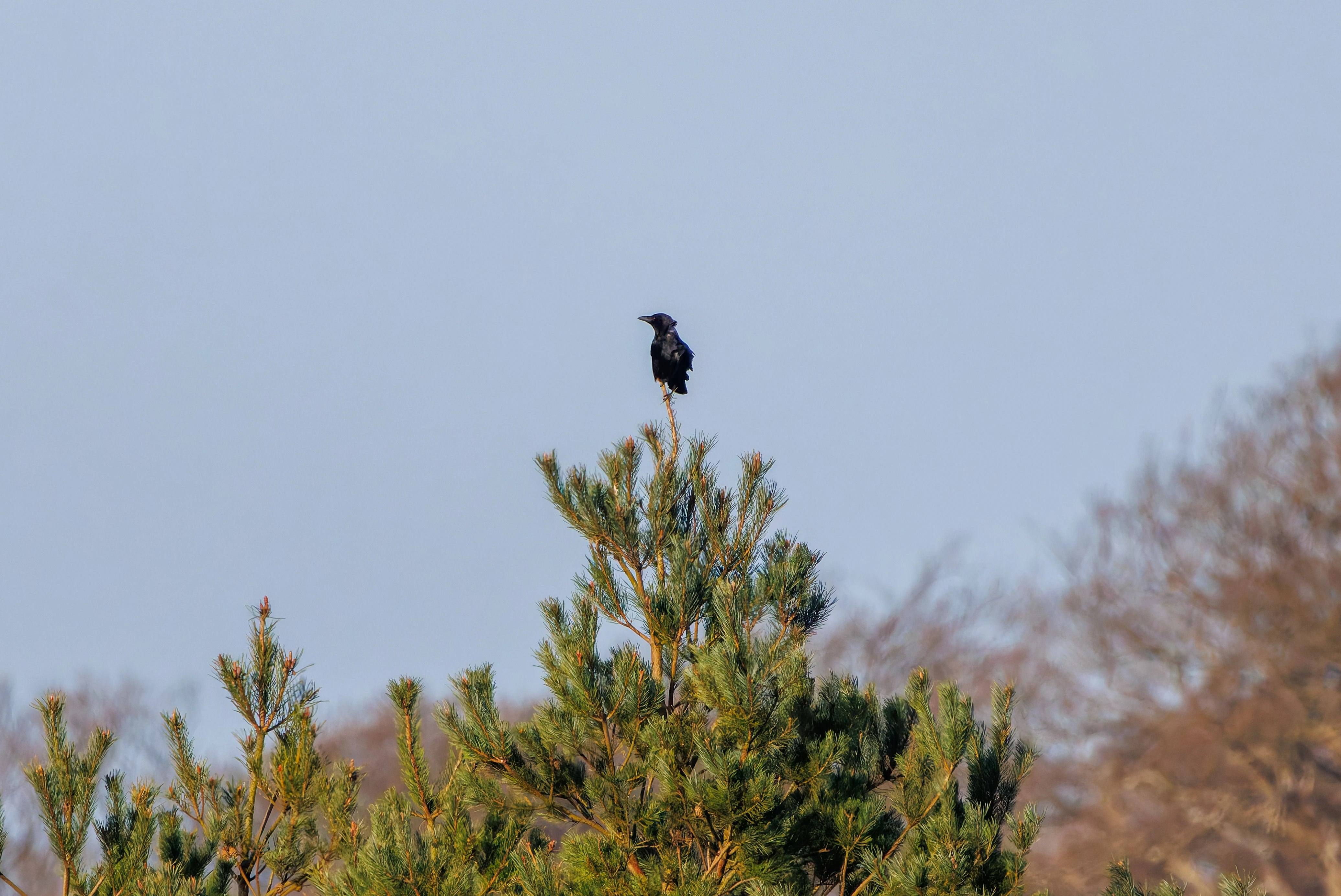 Crow, Beaulie Road Station, Hampshire, UK — photo by Adam Prugel-Bennett