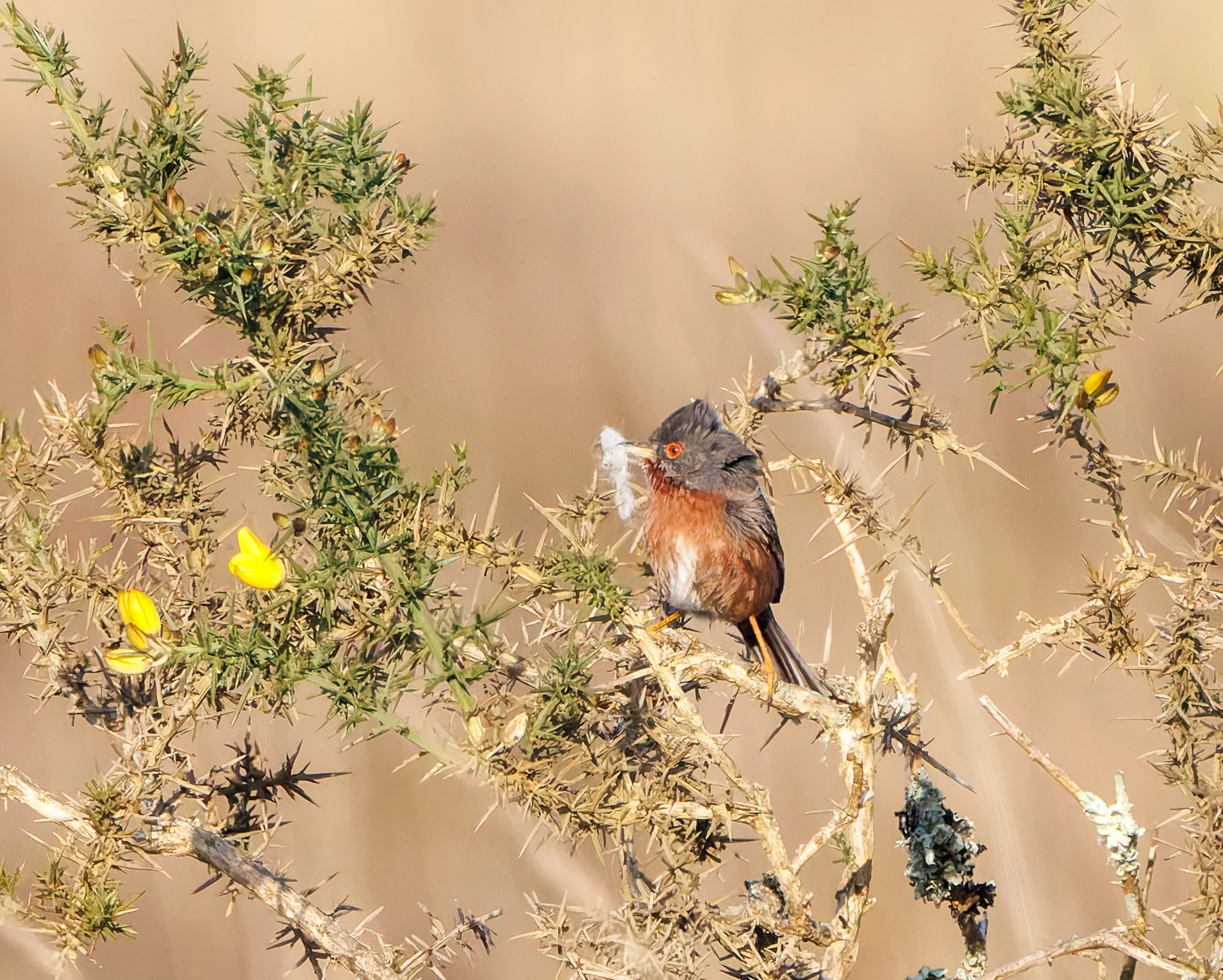 Dartford Warbler, Beaulie Road Station, Hampshire, UK — photo by Adam Prugel-Bennett