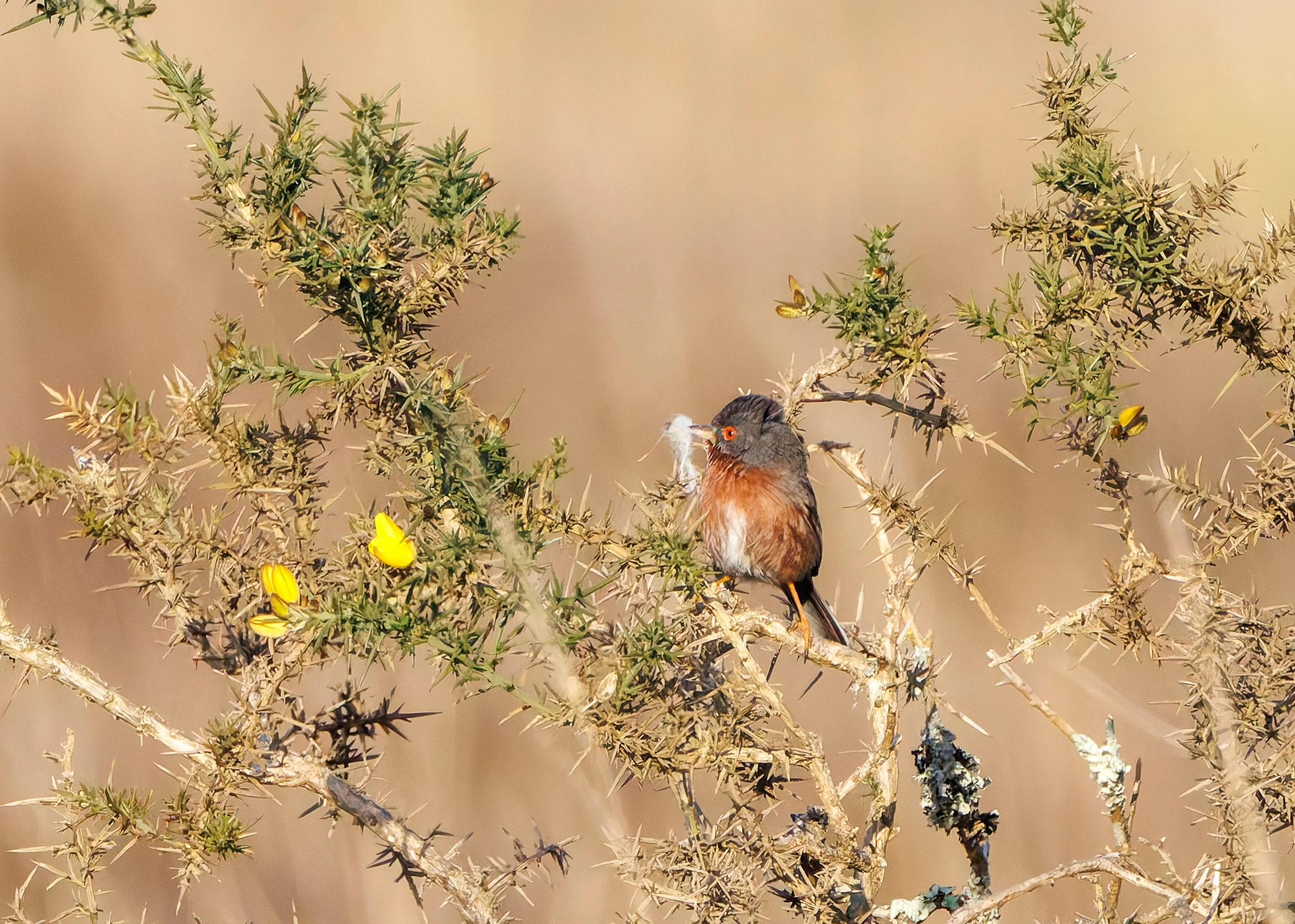 Dartford Warbler, Beaulie Road Station, Hampshire, UK — photo by Adam Prugel-Bennett