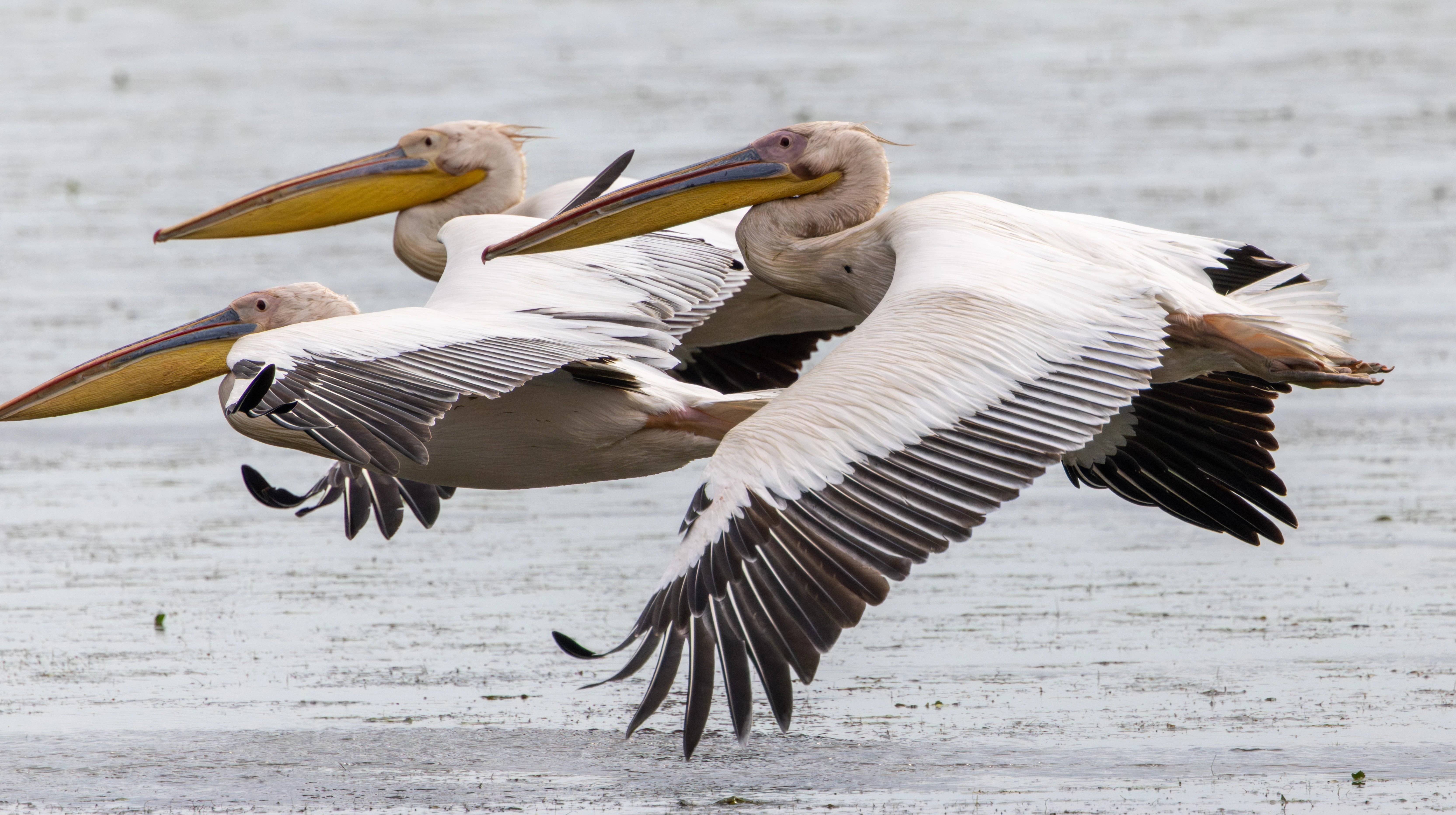 Great White Pelican, Danube Delta, Romania — photo by Adam Prugel-Bennett